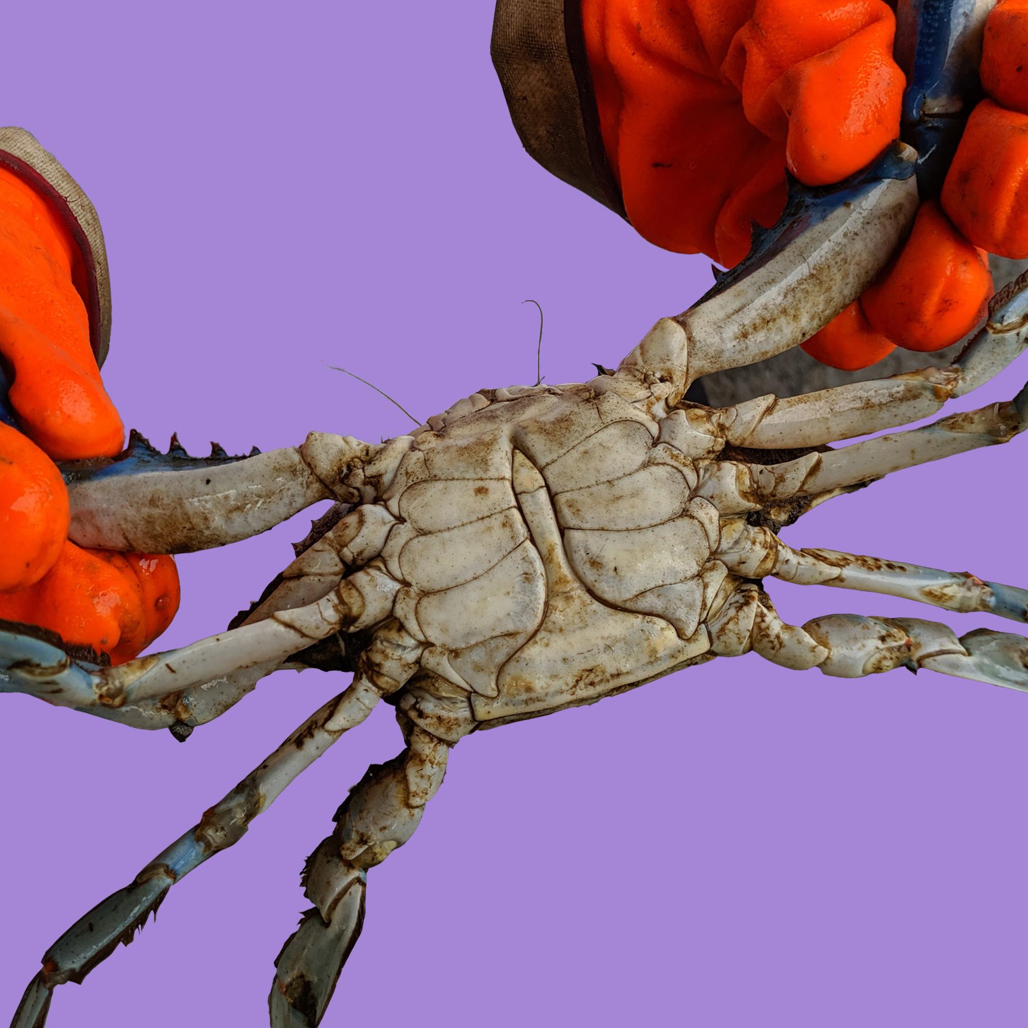 Thumbnail for "Maryland Blue Crabs".