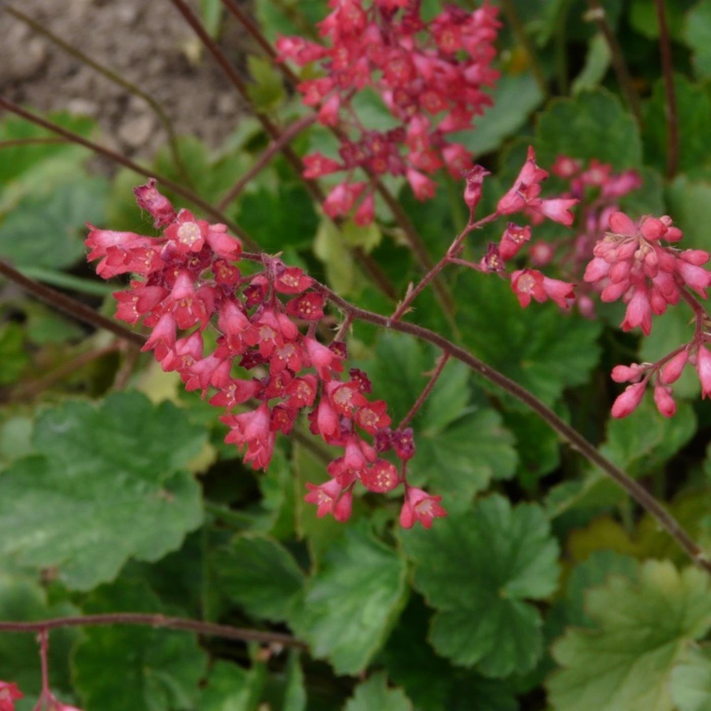 Thumbnail for "Heuchera sanguinea".