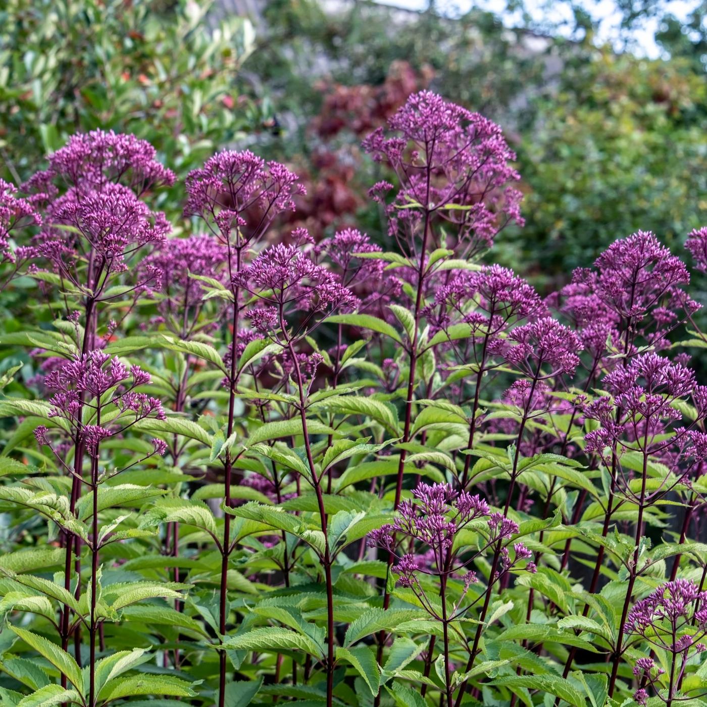 Thumbnail for "Eupatorium purpureum".