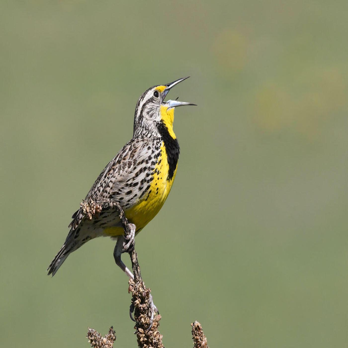 Thumbnail for "CO Bird Migration". Thumbnail for "CO Bird Migration".