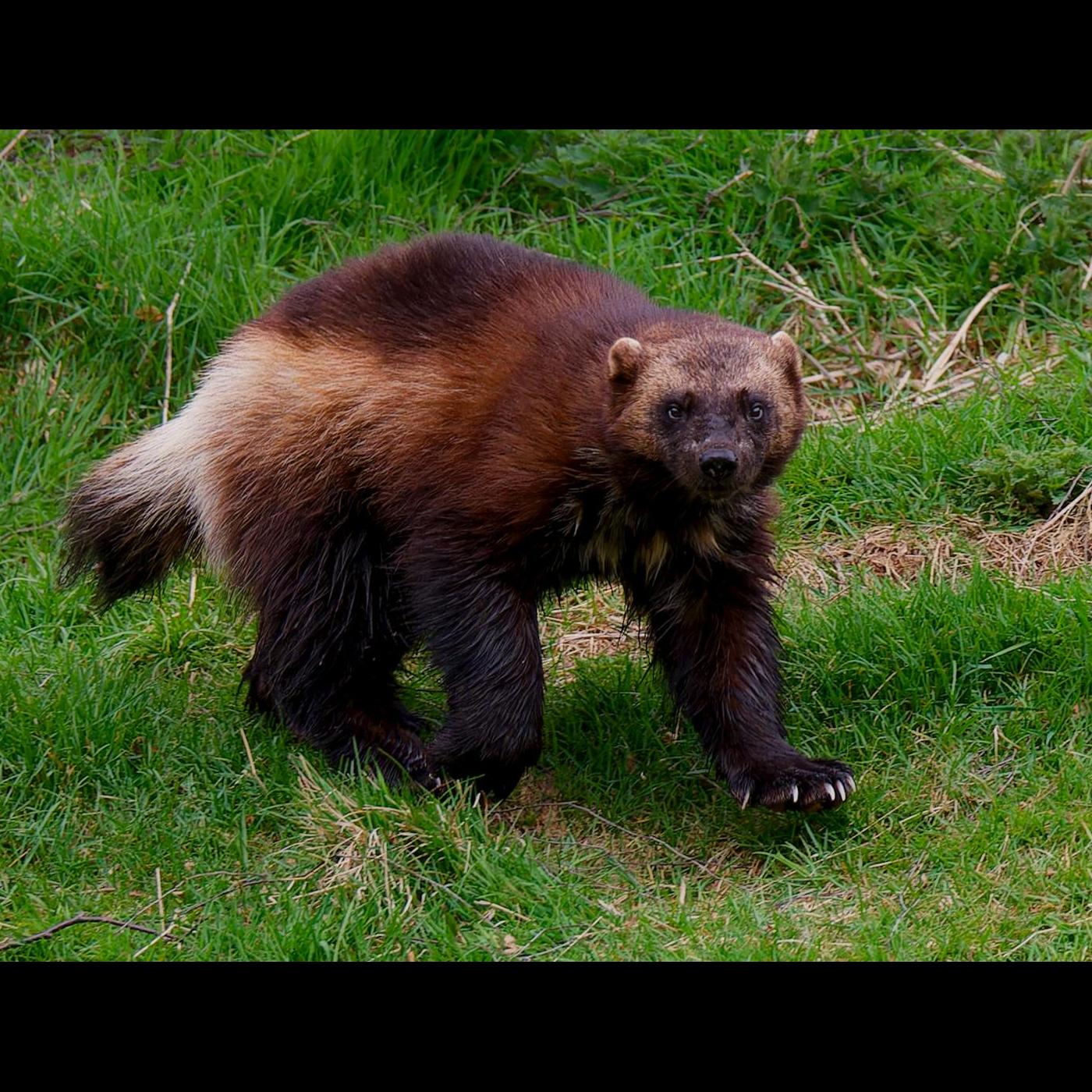 Thumbnail for "Colorado Wolverine Reintroduction". Thumbnail for "Colorado Wolverine Reintroduction".