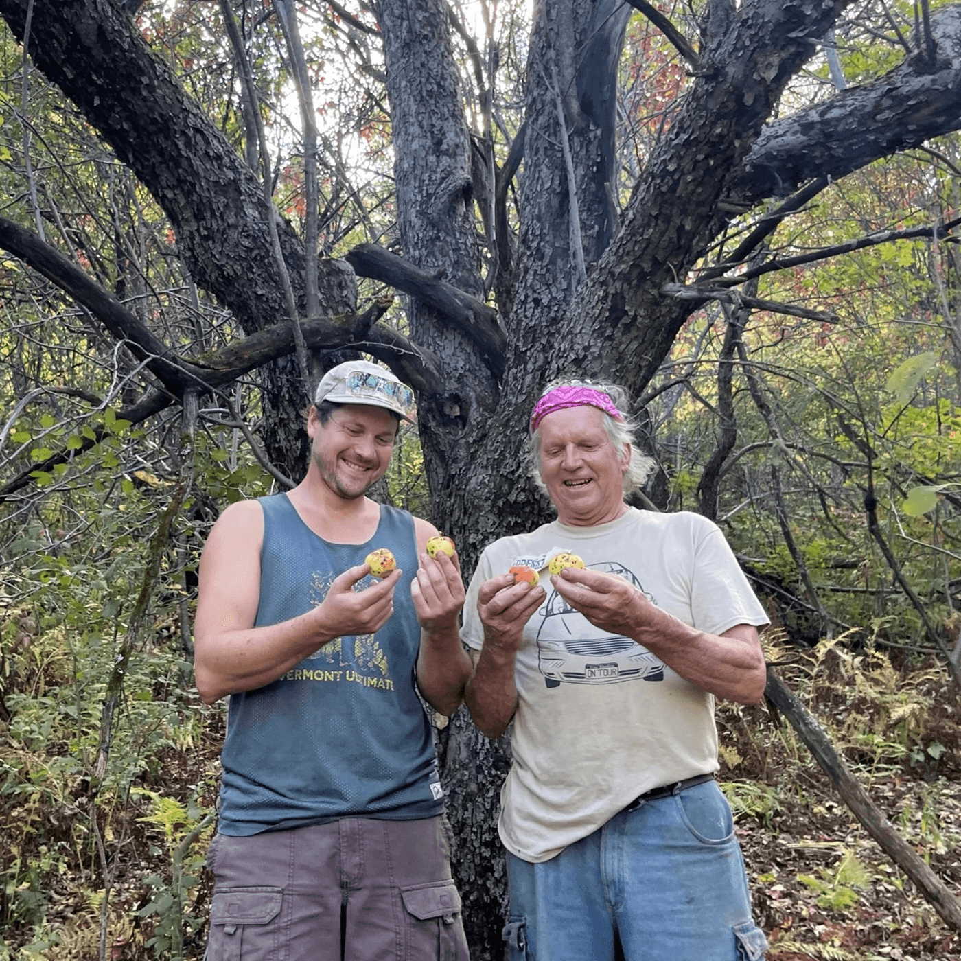 Thumbnail for "Brave Little State: The case of the missing Tinmouth apple". Thumbnail for "Brave Little State: The case of the missing Tinmouth apple".