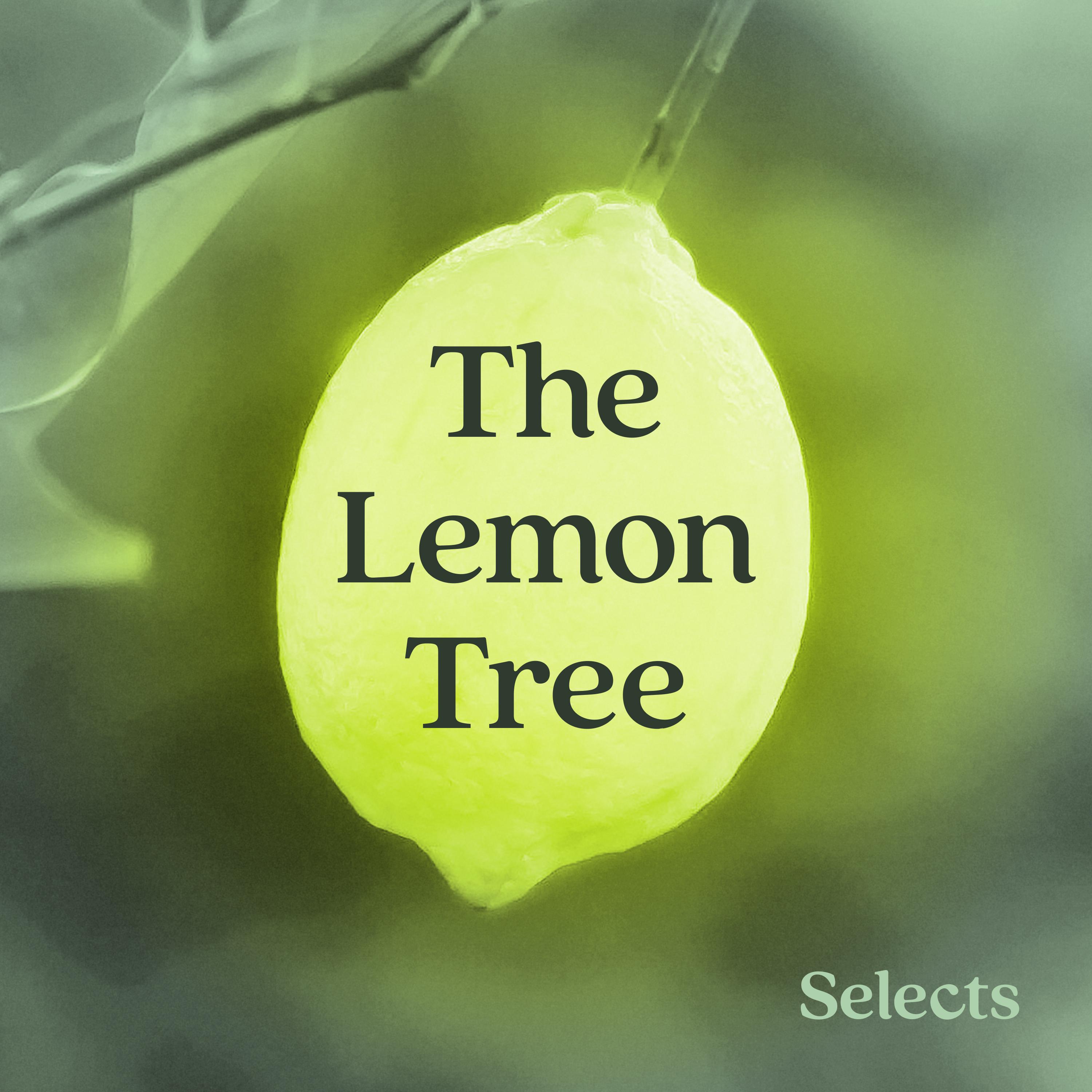 Thumbnail for "The Lemon Tree by Sandy Tolan". Thumbnail for "The Lemon Tree by Sandy Tolan".