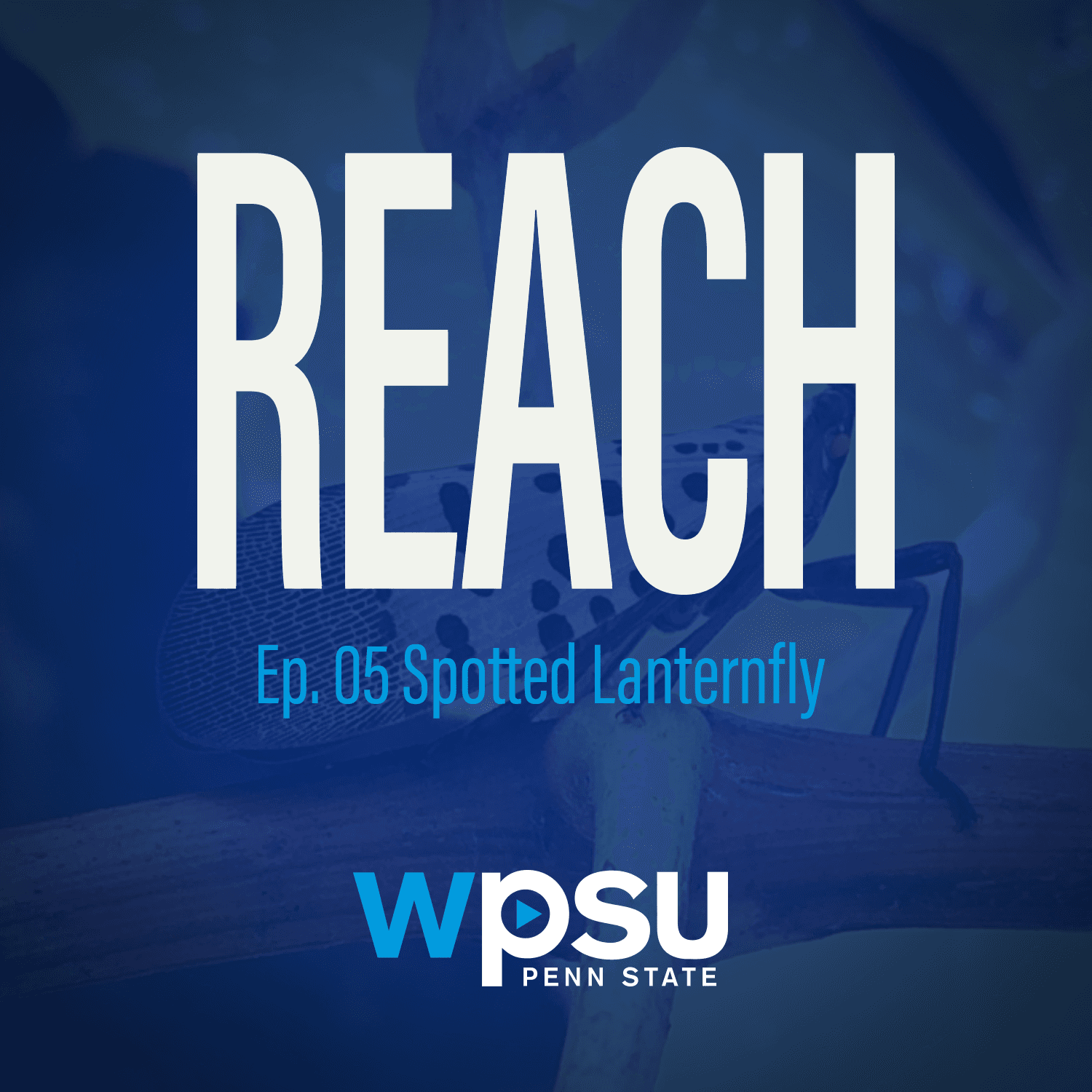 Thumbnail for "Spotted Lanternfly". Thumbnail for "Spotted Lanternfly".