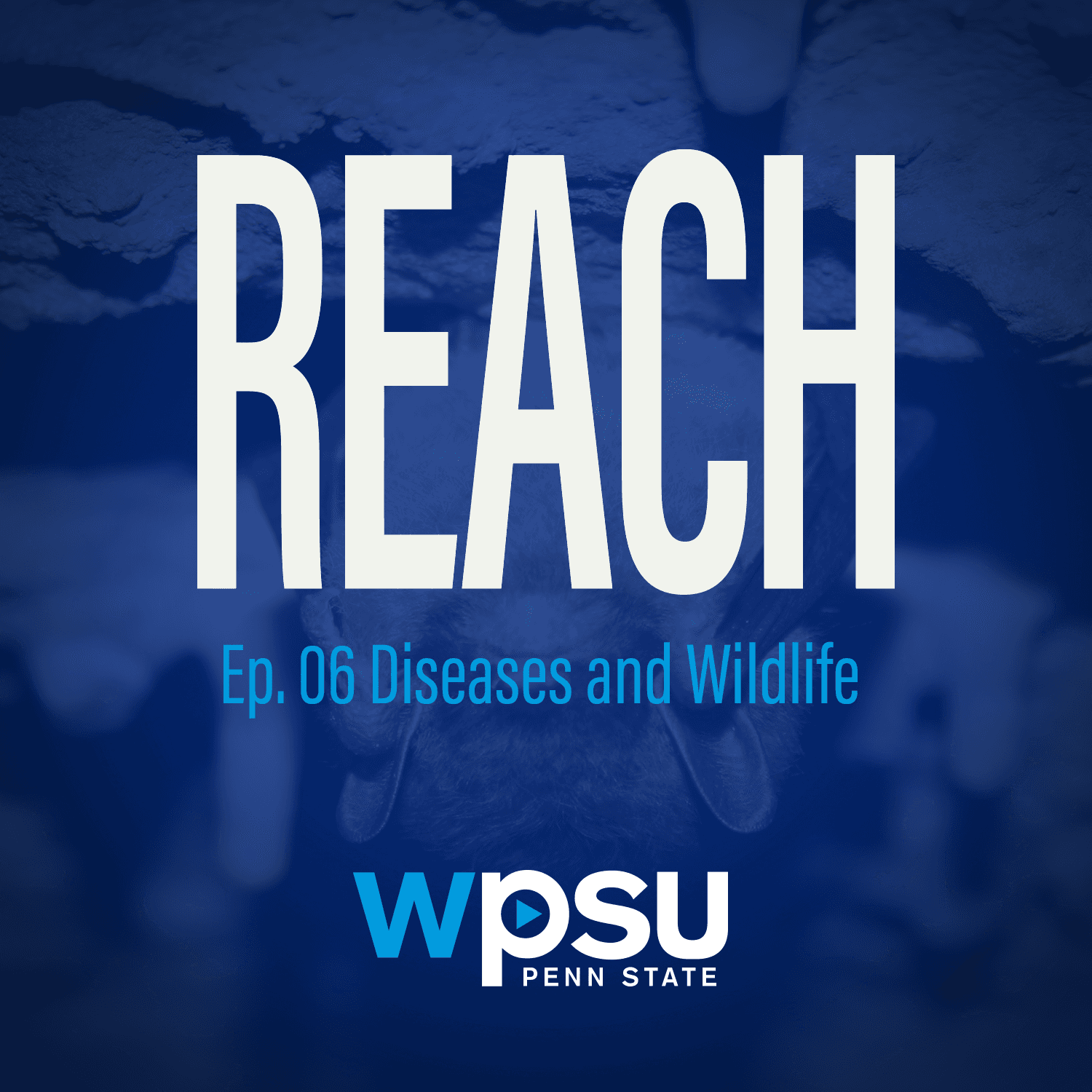 Thumbnail for "Diseases and Wildlife". Thumbnail for "Diseases and Wildlife".