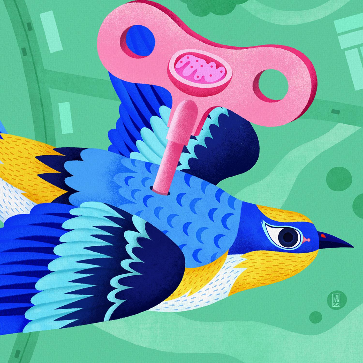 Thumbnail for "ICYMI: Birds' Migratory Mitochondria". Thumbnail for "ICYMI: Birds' Migratory Mitochondria".