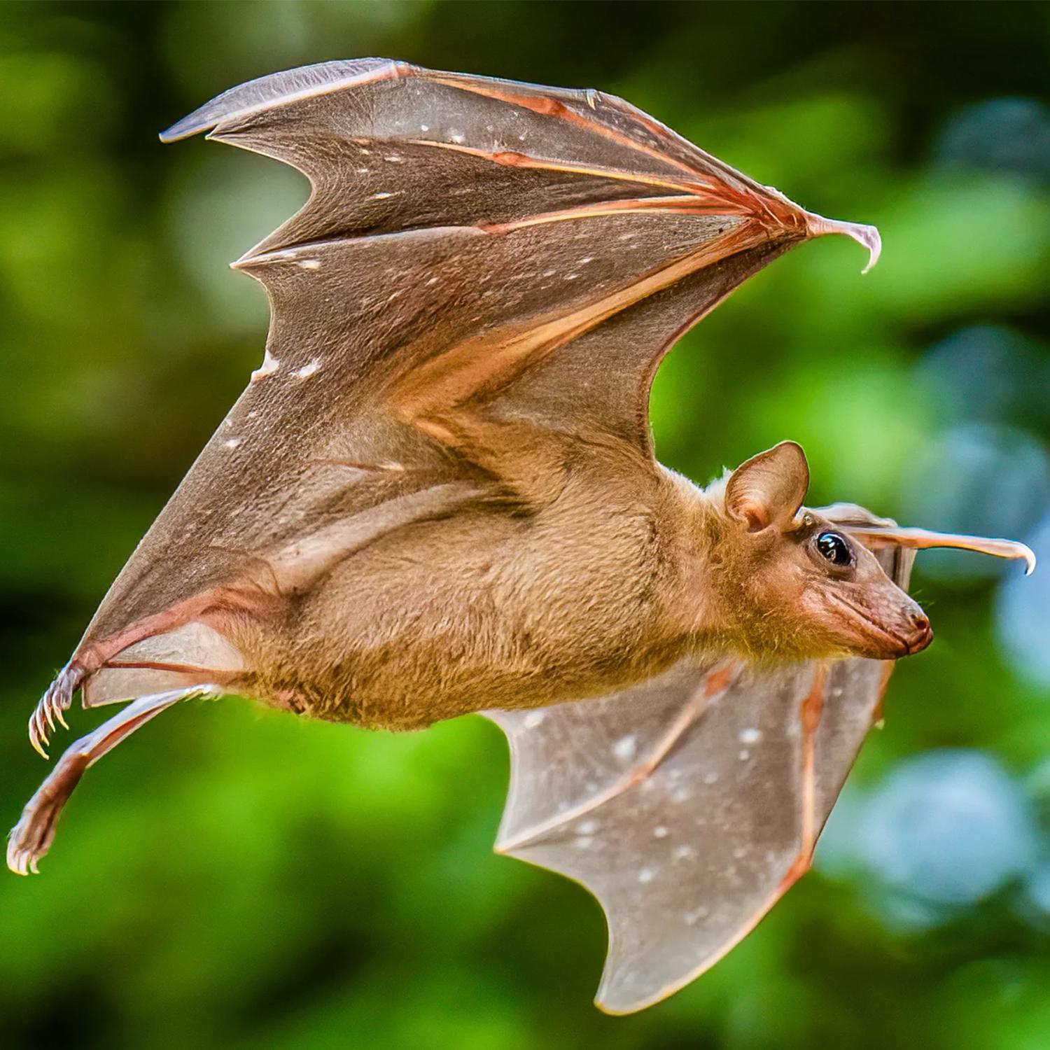 Thumbnail for "How Animals Build a Sense of Direction". Thumbnail for "How Animals Build a Sense of Direction".