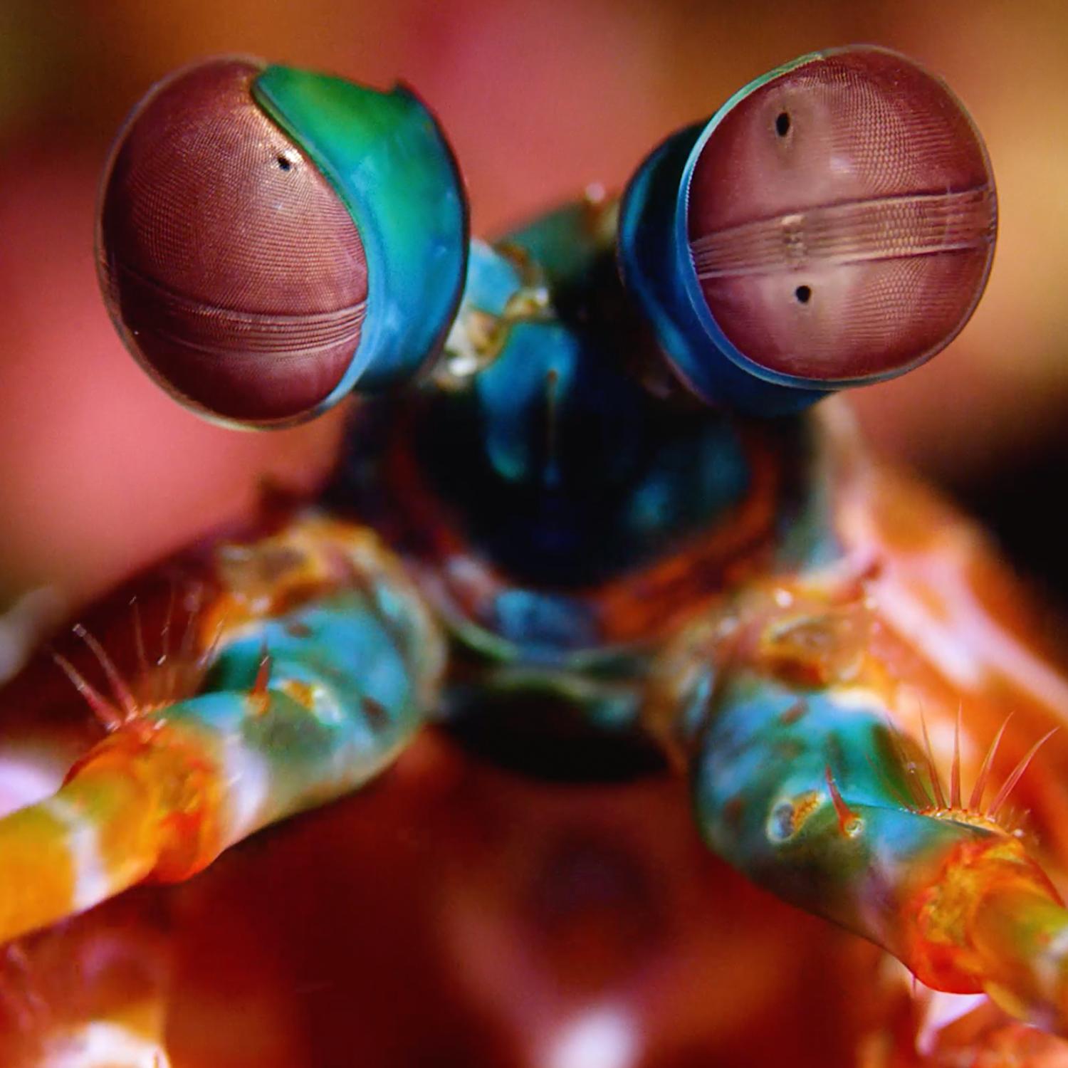 Thumbnail for "When Did Nature Burst Into Vivid Color?". Thumbnail for "When Did Nature Burst Into Vivid Color?".