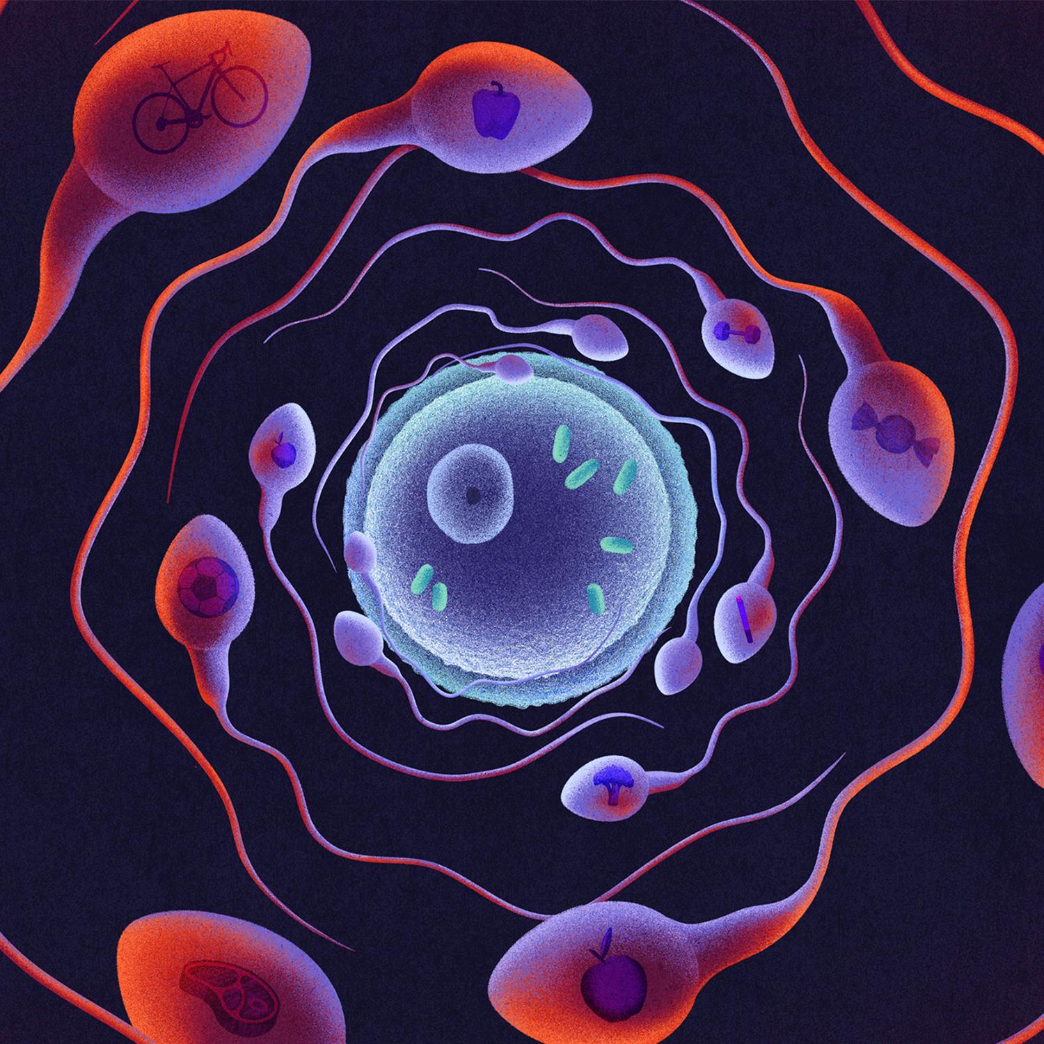 Thumbnail for "Does Dad's Fitness Make Its Way Into Sperm?". Thumbnail for "Does Dad's Fitness Make Its Way Into Sperm?".