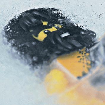 Thumbnail for "Living Like a Caveman (Updated)". Thumbnail for "Living Like a Caveman (Updated)".