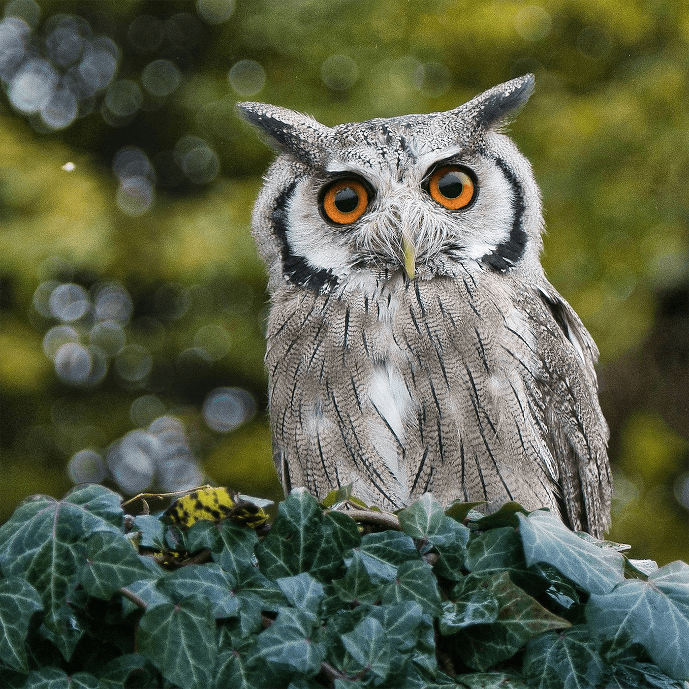 Thumbnail for "Avian Obsessions". Thumbnail for "Avian Obsessions".