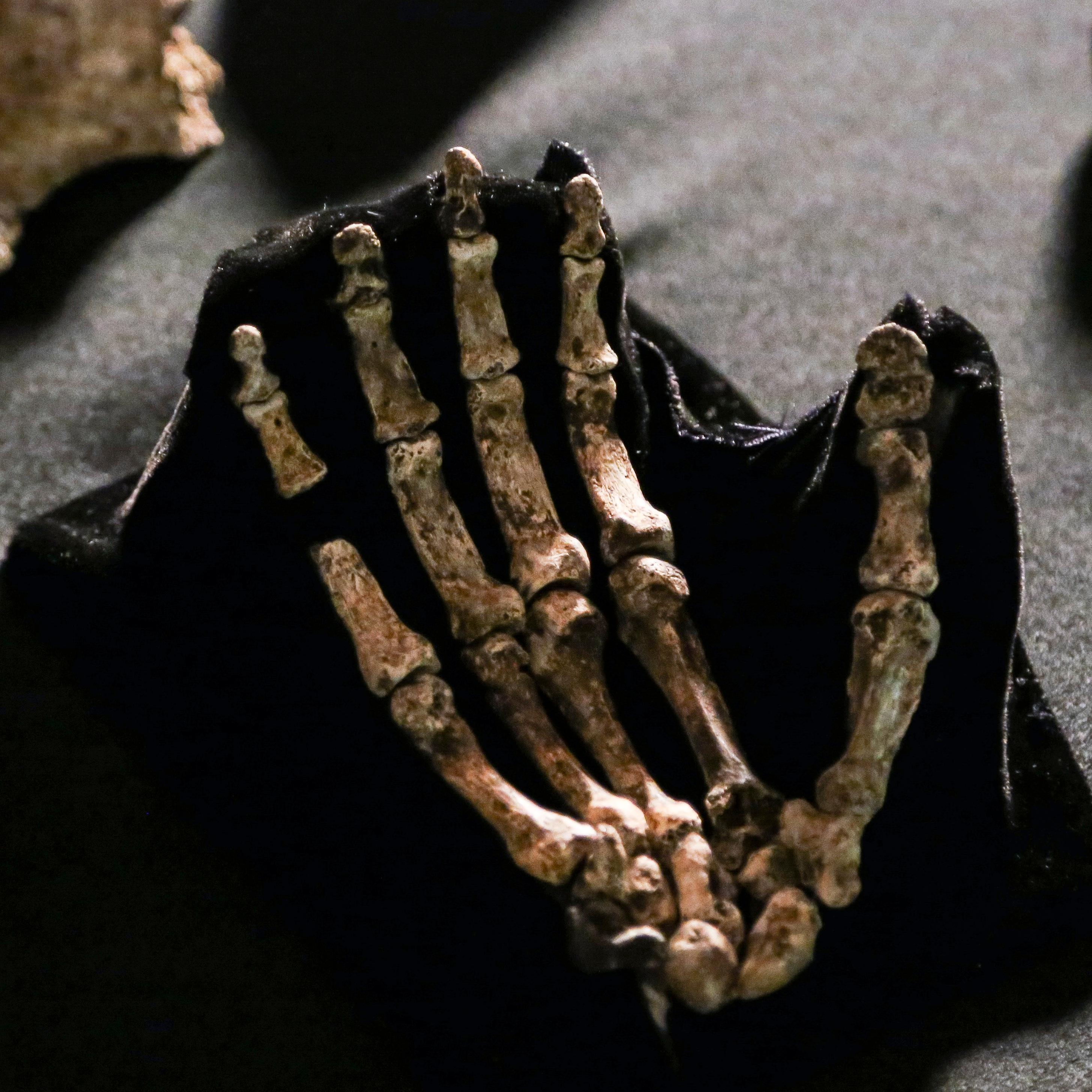 Thumbnail for "The First People". Thumbnail for "The First People".