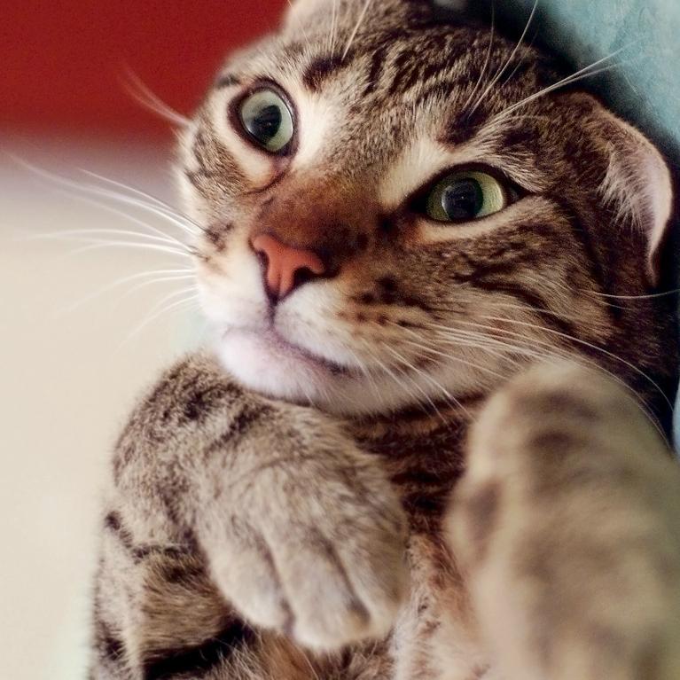 Thumbnail for "It's All About Cats". Thumbnail for "It's All About Cats".