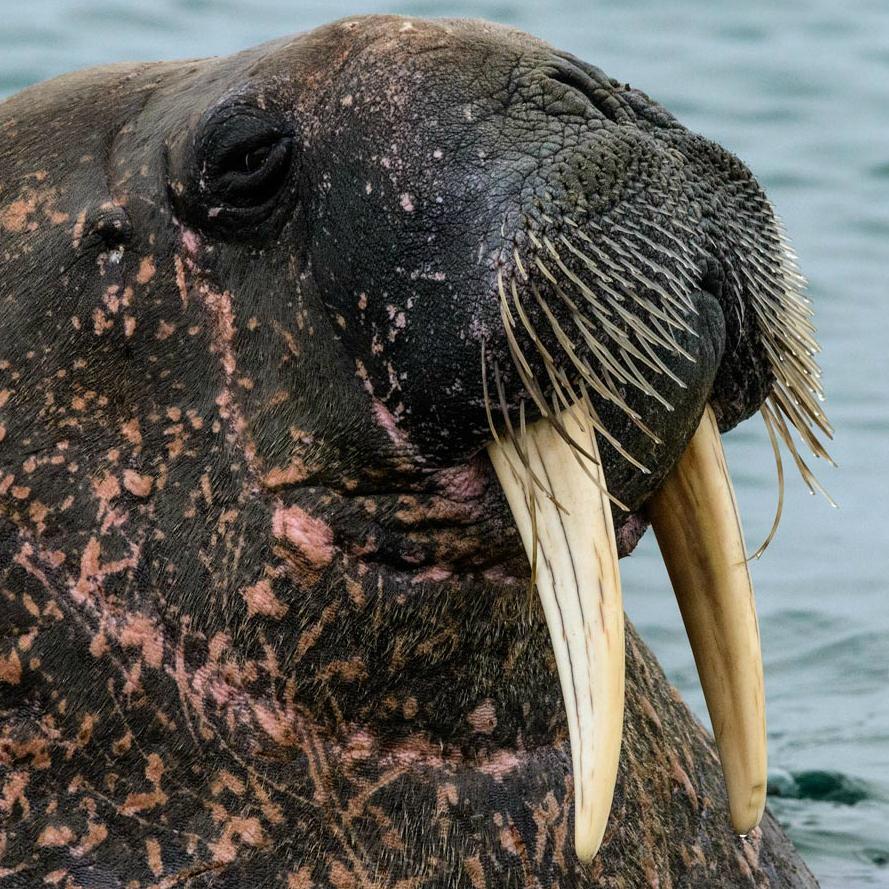 Thumbnail for "Animals in Winter". Thumbnail for "Animals in Winter".