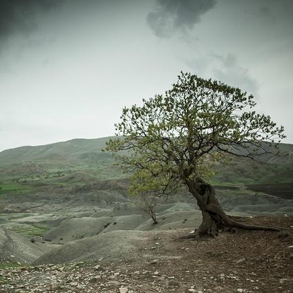 Thumbnail for "Survival (Updated)". Thumbnail for "Survival (Updated)".