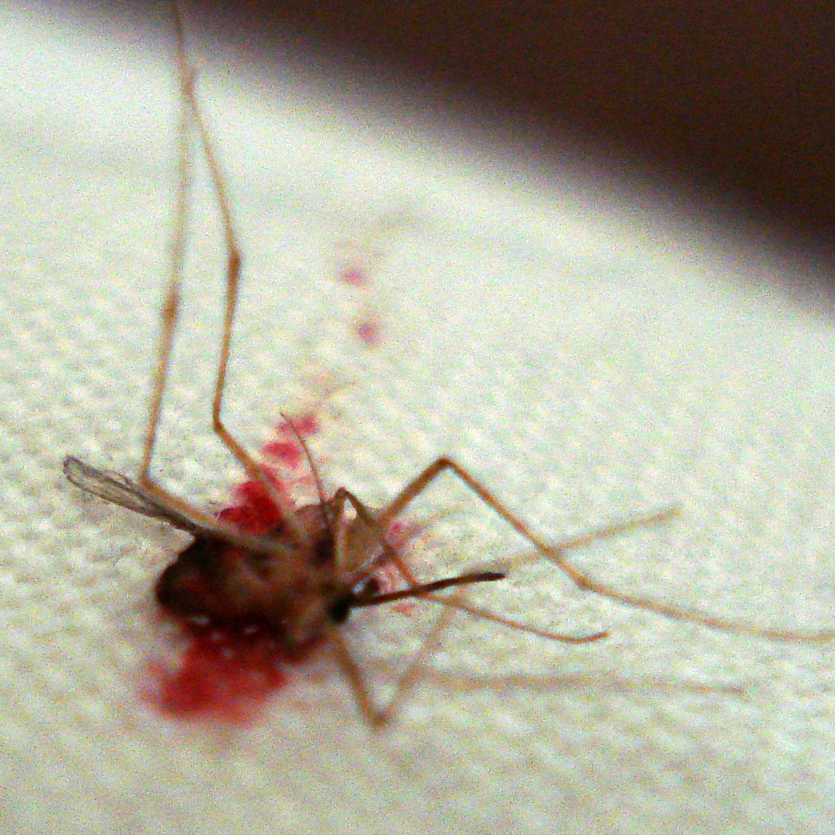 Thumbnail for "Mosquitoes Must Die". Thumbnail for "Mosquitoes Must Die".