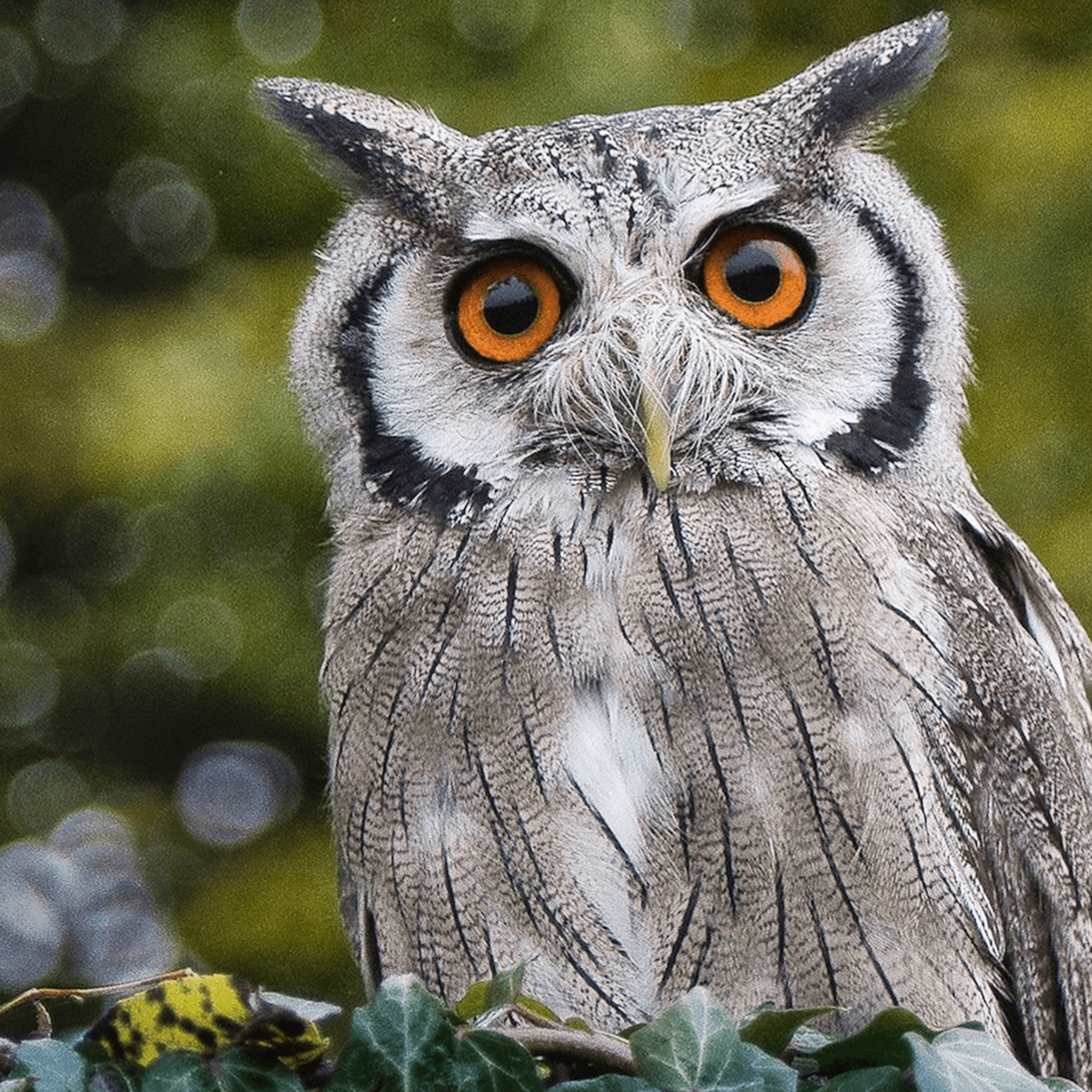 Thumbnail for "Avian Obsessions". Thumbnail for "Avian Obsessions".