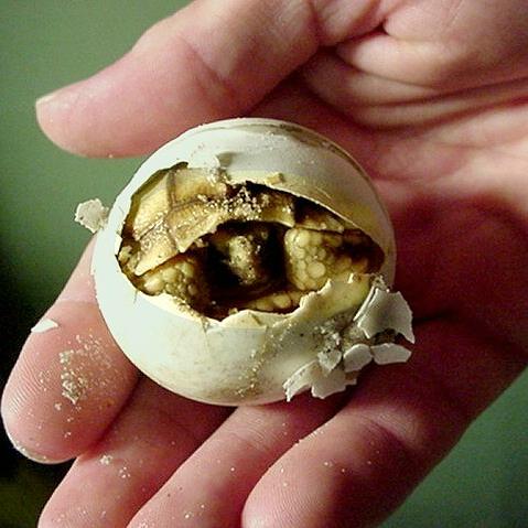 Thumbnail for "Extinction (Update)". Thumbnail for "Extinction (Update)".