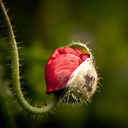 Thumbnail for "From philosophy to neuroscience, looking for the truth about beauty.". Thumbnail for "From philosophy to neuroscience, looking for the truth about beauty.".