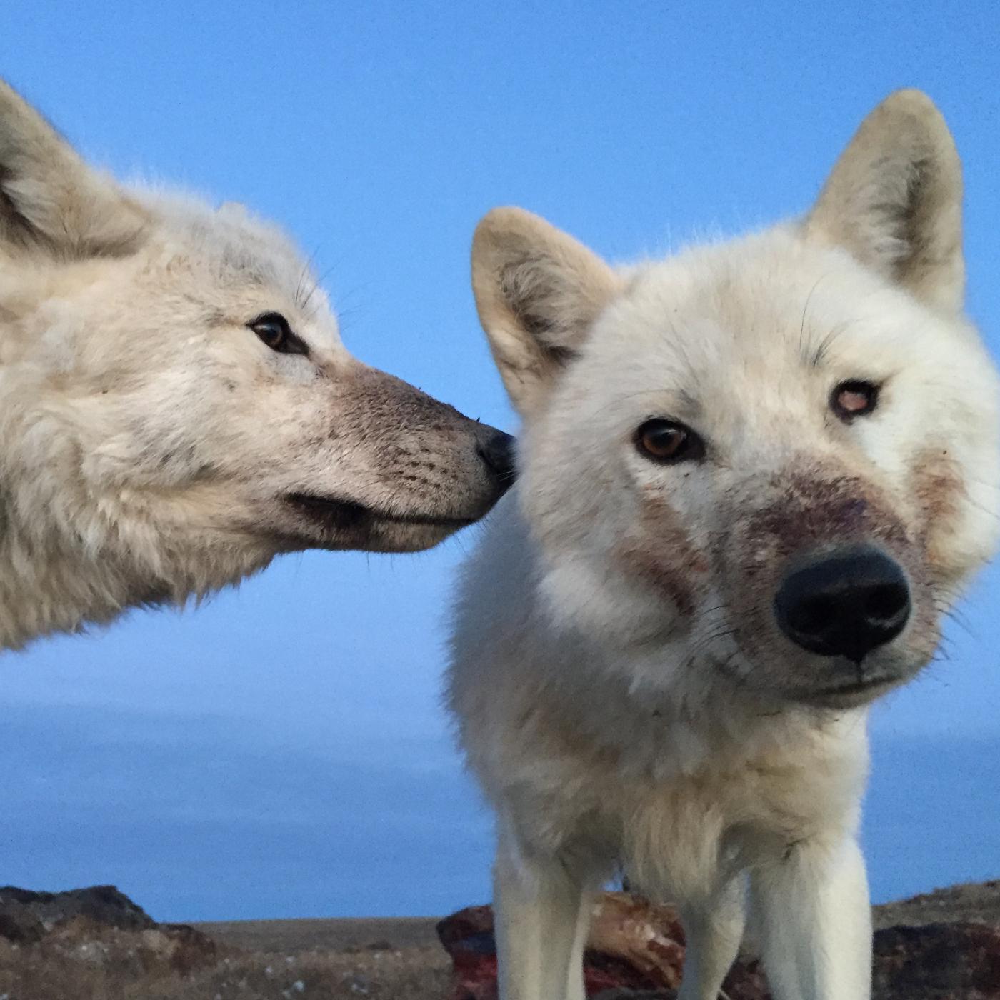 Thumbnail for "Inside the Hidden Wonders of the Shrinking Arctic". Thumbnail for "Inside the Hidden Wonders of the Shrinking Arctic".