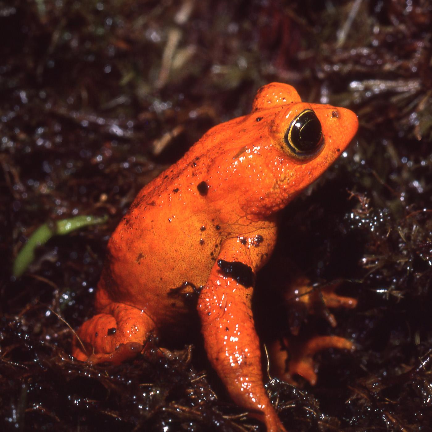 Thumbnail for "The Search for the Golden Toad and Other Adventures in the Wild". Thumbnail for "The Search for the Golden Toad and Other Adventures in the Wild".