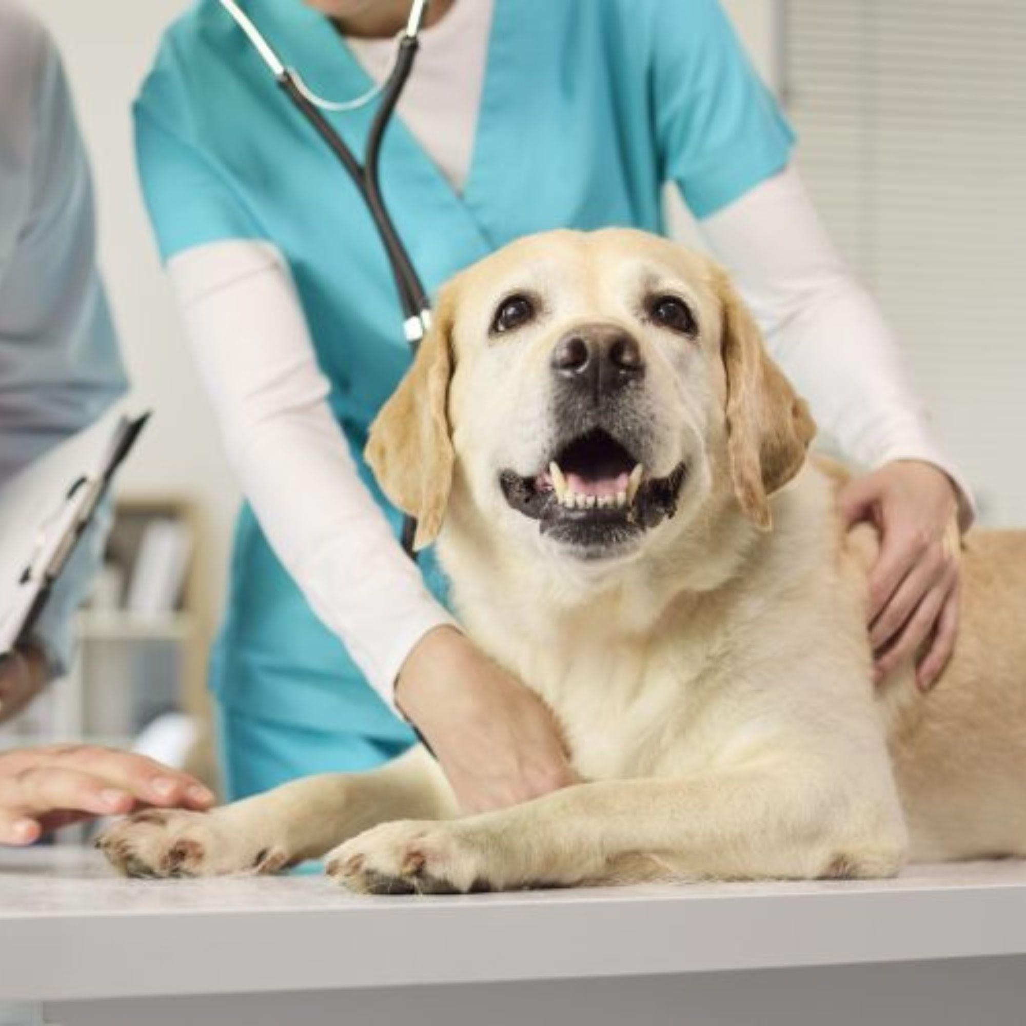 Thumbnail for "Should your pet be in hospice?". Thumbnail for "Should your pet be in hospice?".