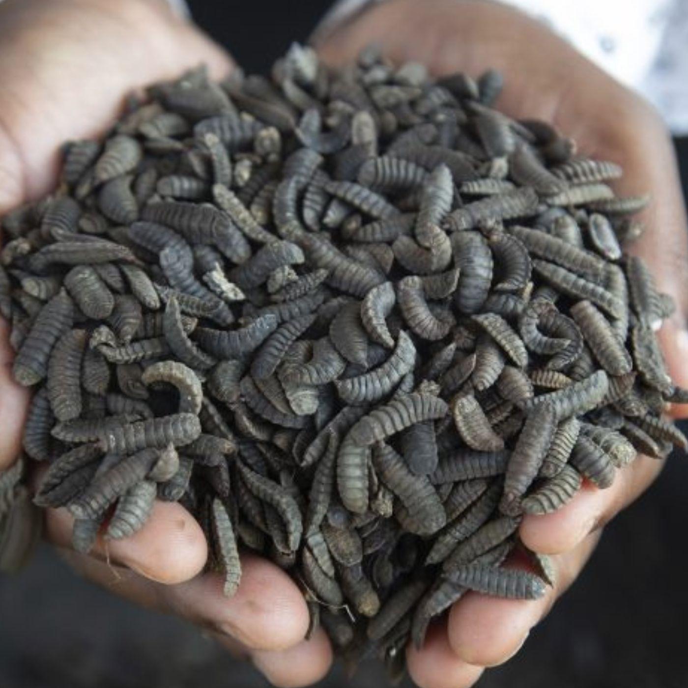 Thumbnail for "Why maggot farming may be the next big thing". Thumbnail for "Why maggot farming may be the next big thing".