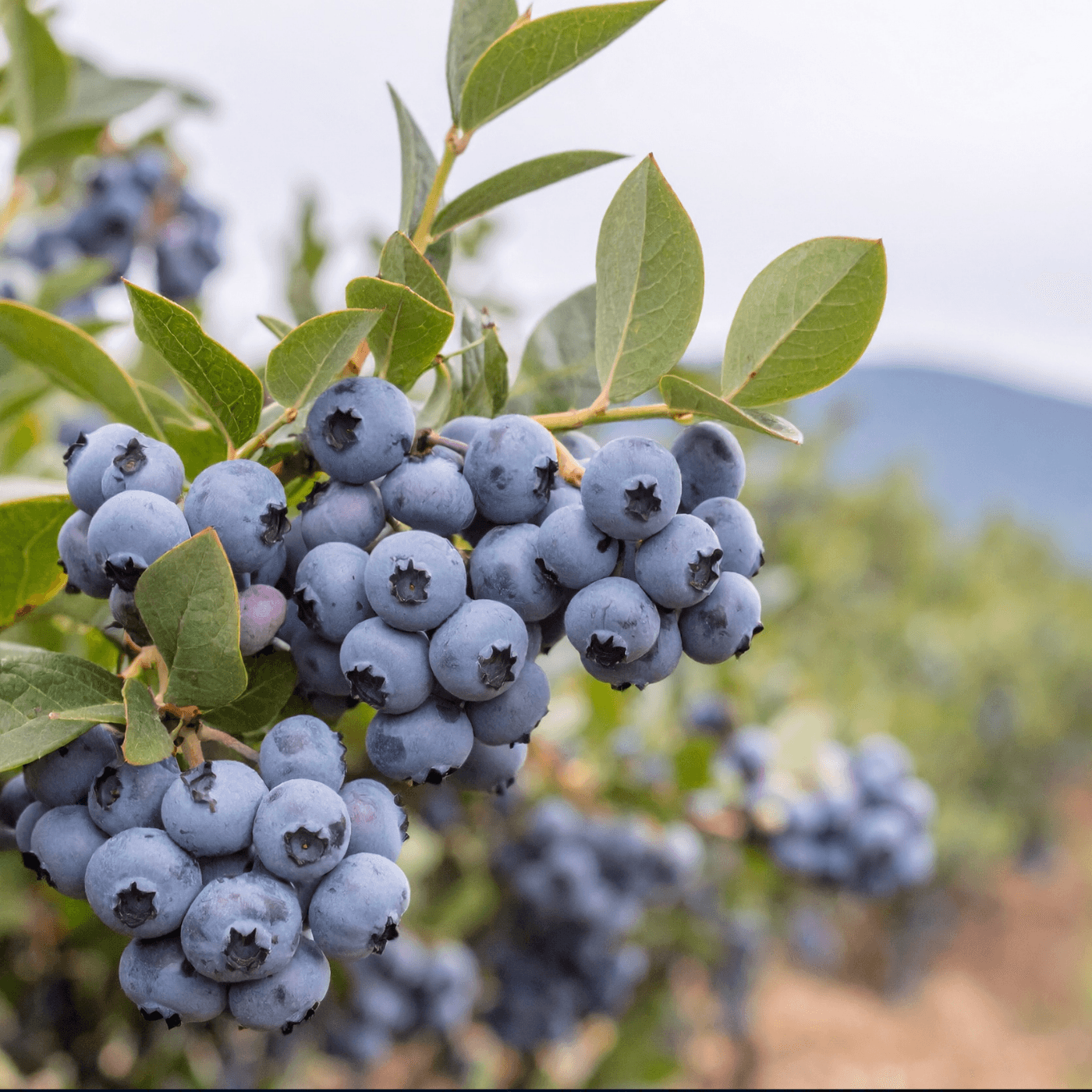 Thumbnail for "Even blueberries aren’t safe from China’s IP thieves". Thumbnail for "Even blueberries aren’t safe from China’s IP thieves".