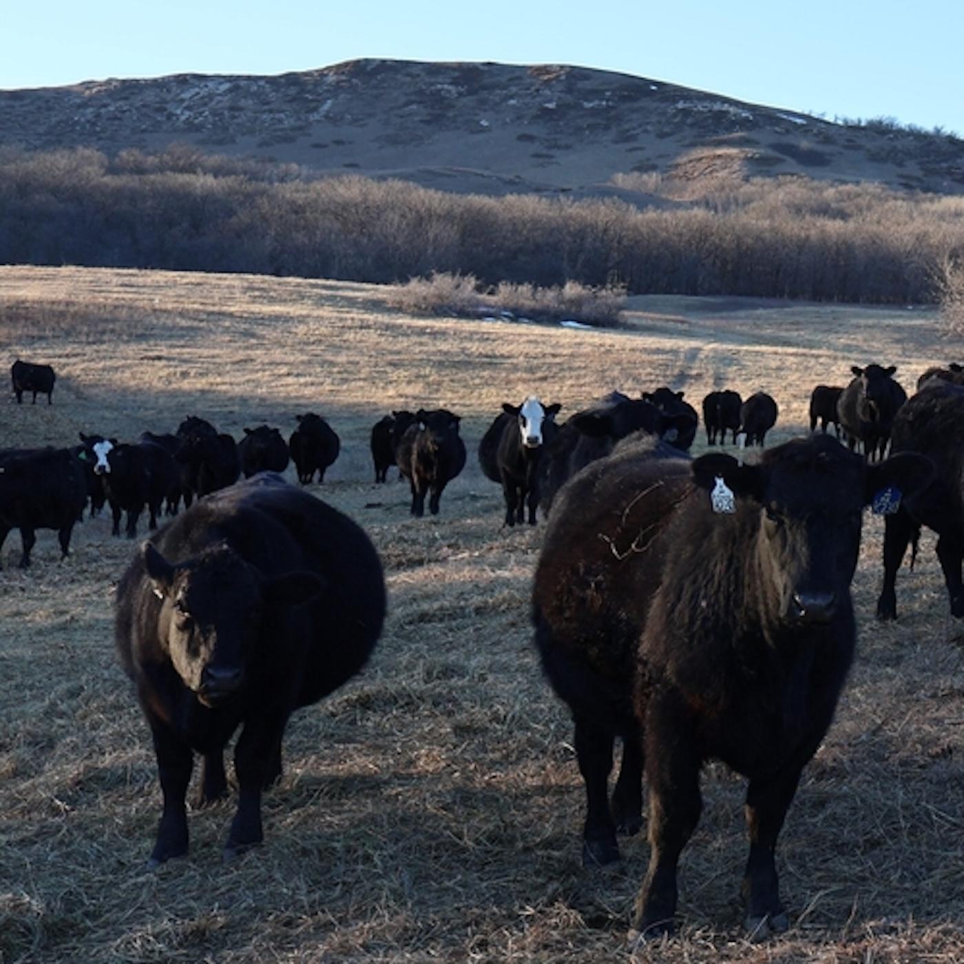 Thumbnail for "Finding a long term farm aid fix after huge agricultural losses". Thumbnail for "Finding a long term farm aid fix after huge agricultural losses".