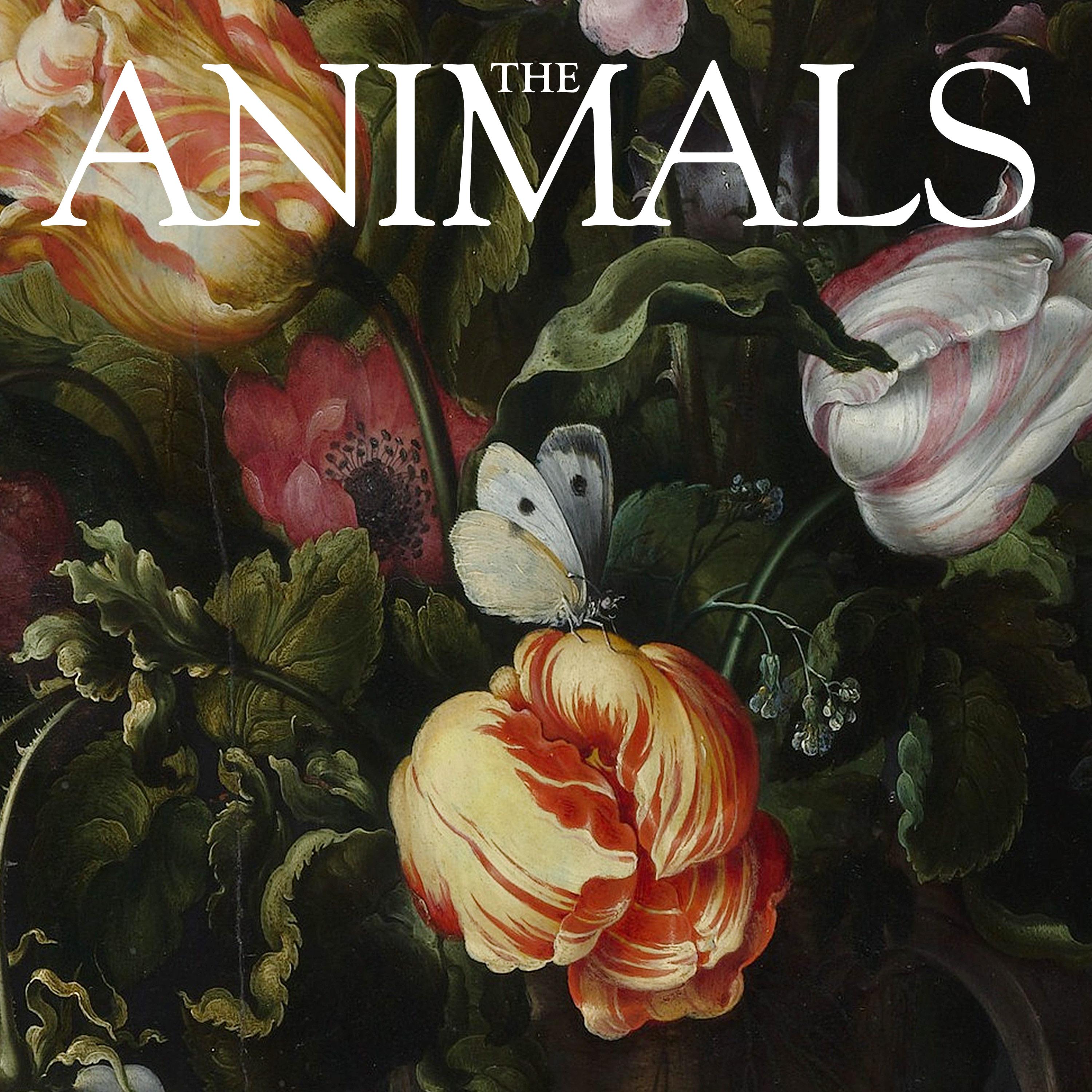 Thumbnail for "The Animals: Hari, Butterfly". Thumbnail for "The Animals: Hari, Butterfly".