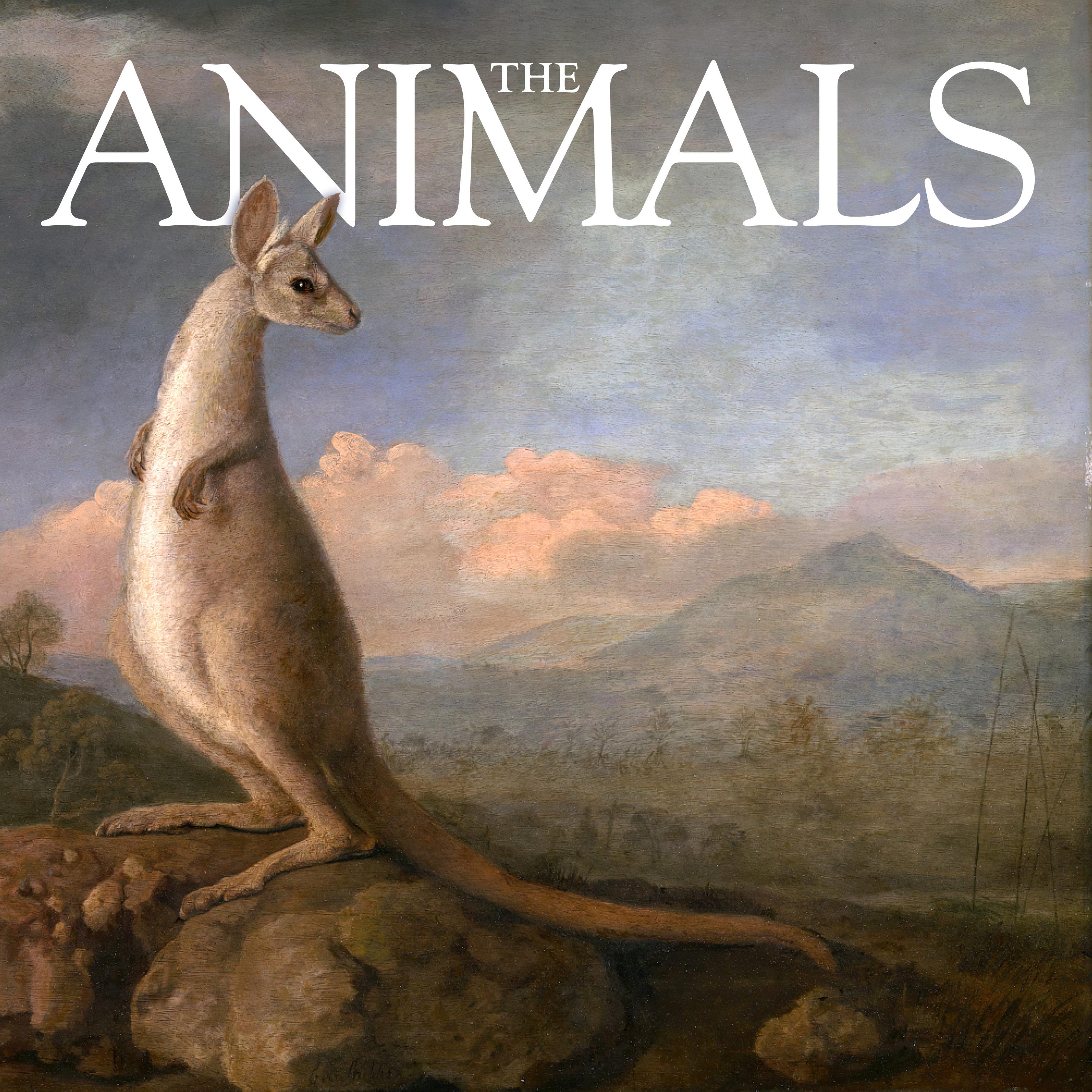 Thumbnail for "The Animals: Melissa and Joseph, Kangaroos". Thumbnail for "The Animals: Melissa and Joseph, Kangaroos".