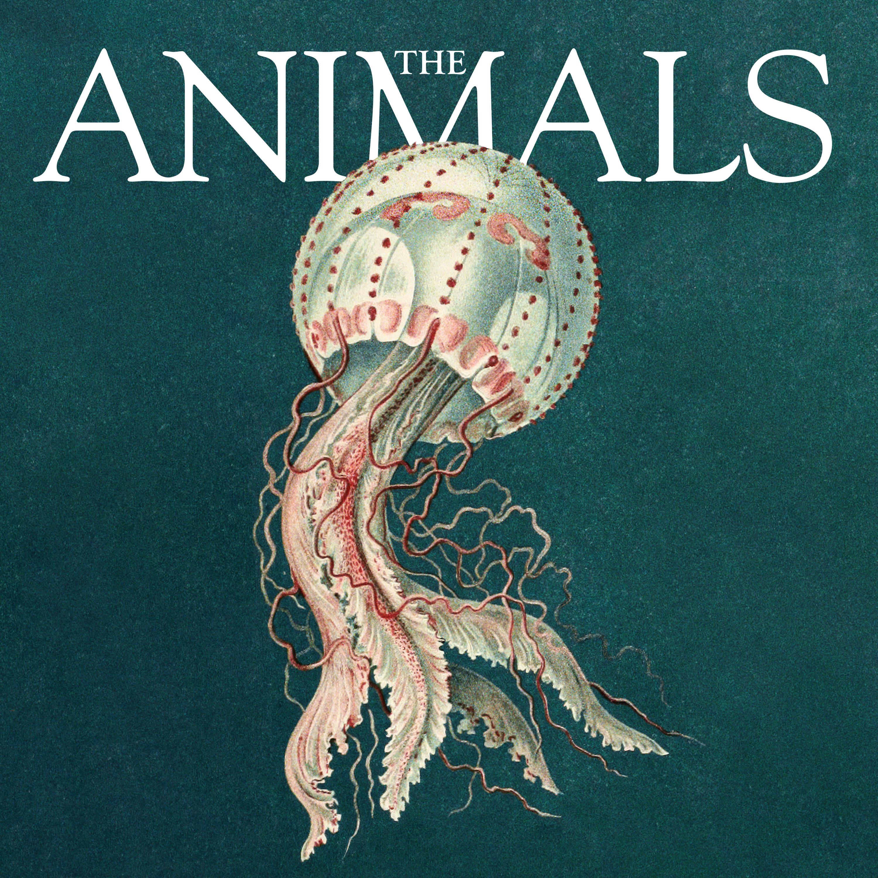 Thumbnail for "The Animals: Deirdre, Jellyfish". Thumbnail for "The Animals: Deirdre, Jellyfish".