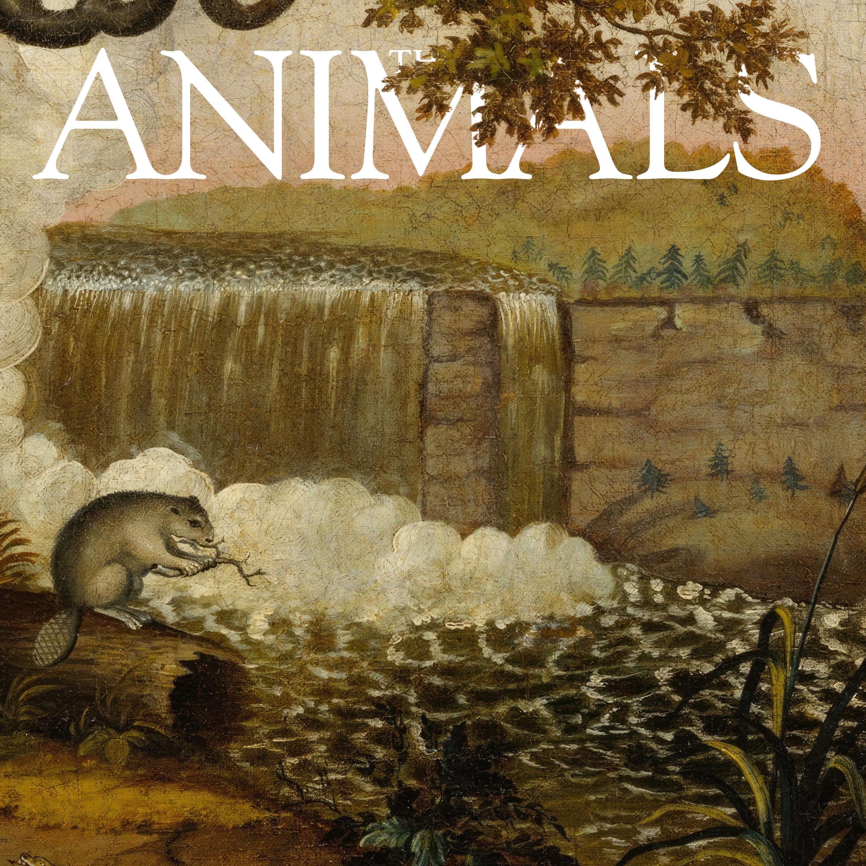 Thumbnail for "The Animals: Steven, Beaver". Thumbnail for "The Animals: Steven, Beaver".