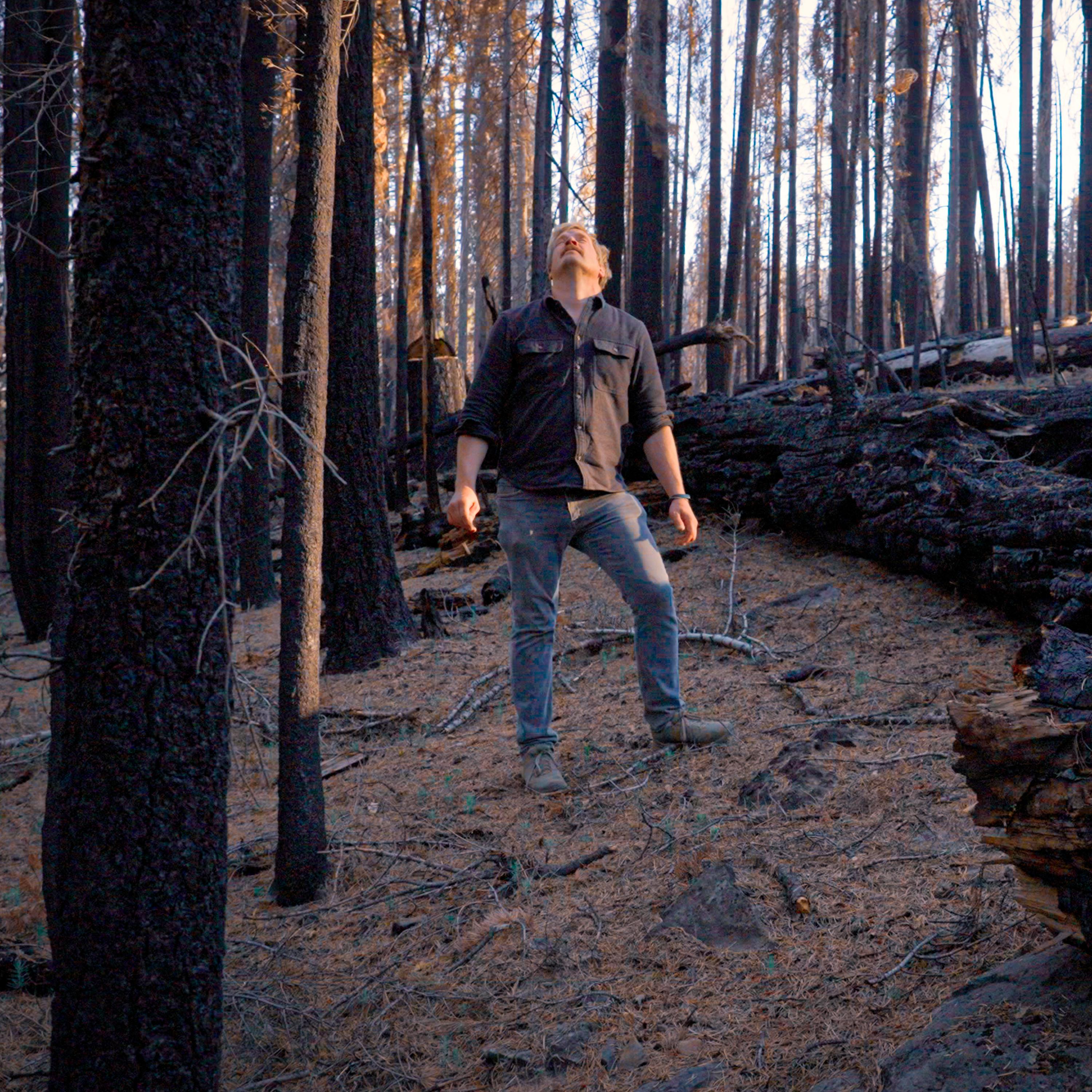 Thumbnail for "Poisoning the Forest for the Trees". Thumbnail for "Poisoning the Forest for the Trees".