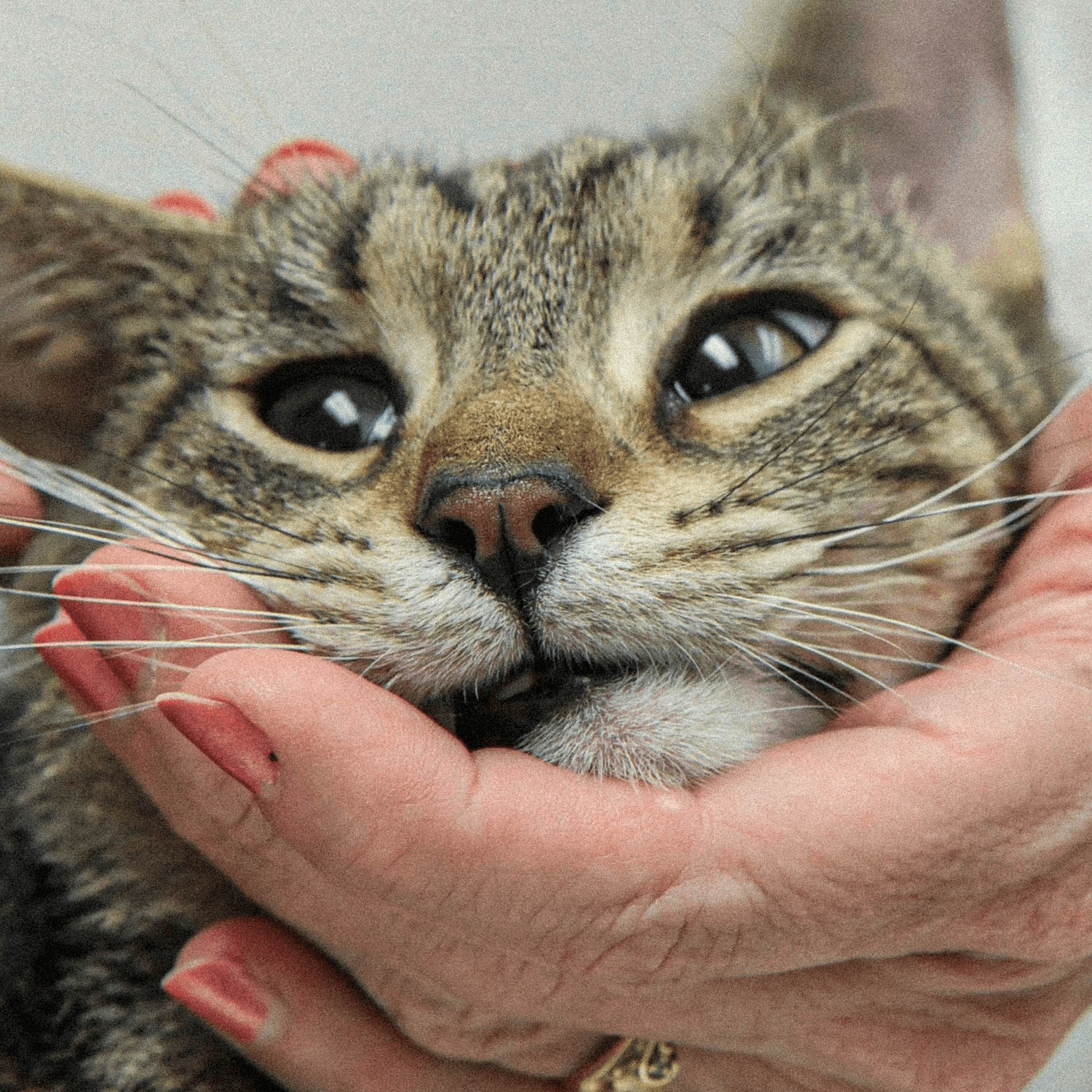 Thumbnail for "The Black Market for a Lifesaving Cat Drug". Thumbnail for "The Black Market for a Lifesaving Cat Drug".