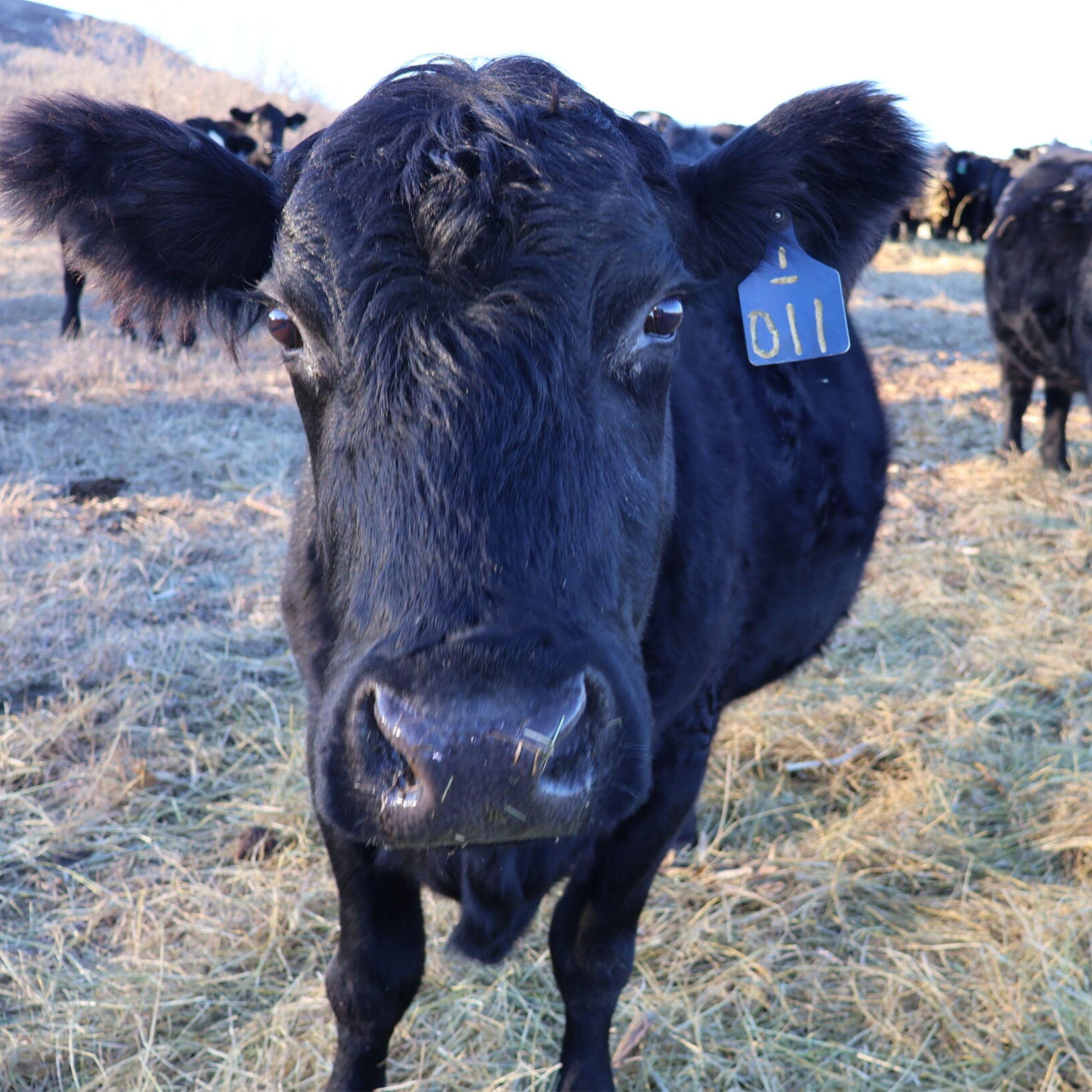 Thumbnail for "Ag industry watches cattle Ponzi scheme, crop insurance change". Thumbnail for "Ag industry watches cattle Ponzi scheme, crop insurance change".