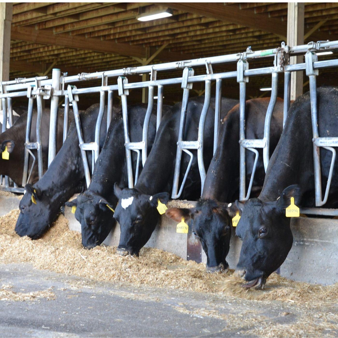 Thumbnail for "Challenges to dairy and pipeline permits". Thumbnail for "Challenges to dairy and pipeline permits".