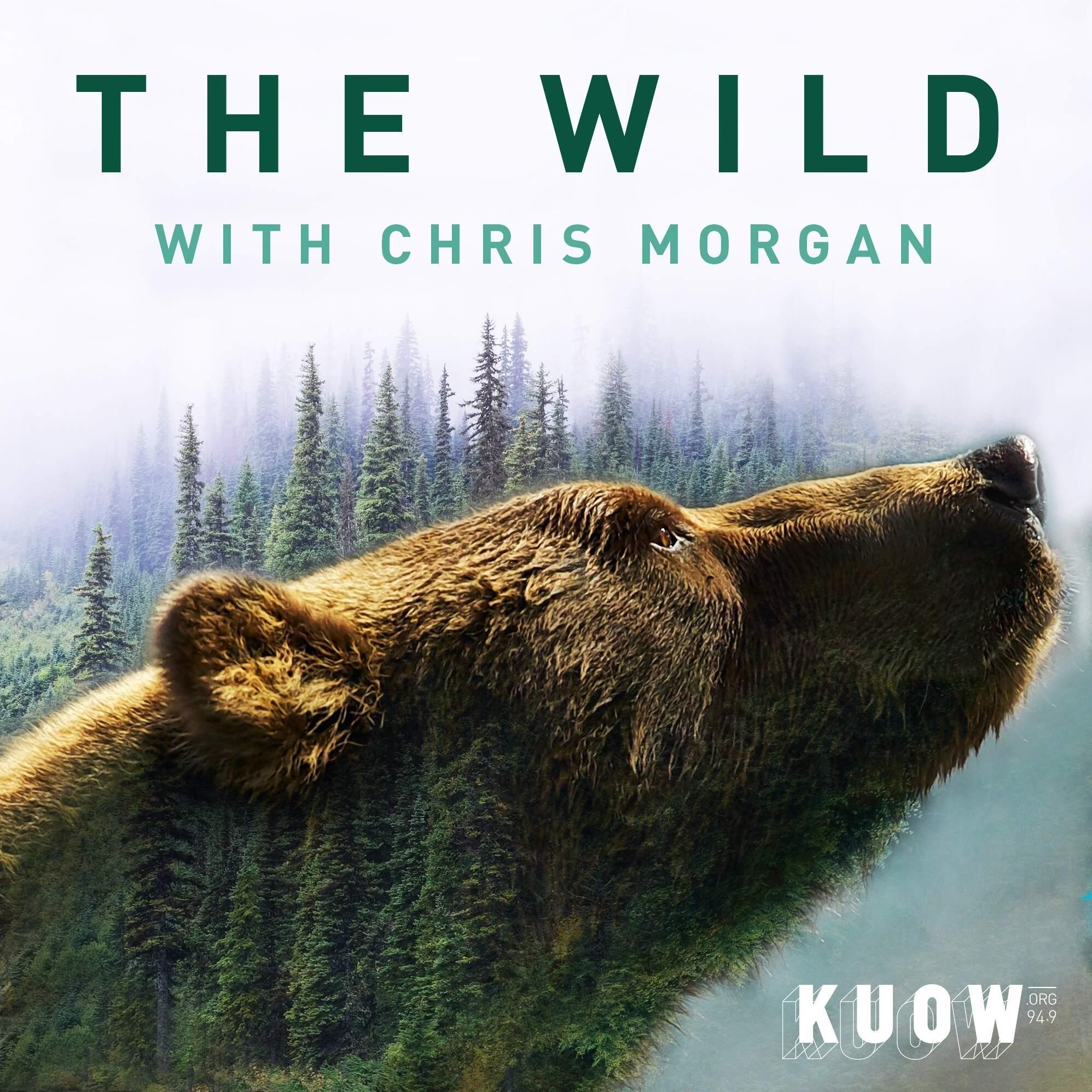 Thumbnail for "How Wild Presents: The Wild with Chris Morgan". Thumbnail for "How Wild Presents: The Wild with Chris Morgan".