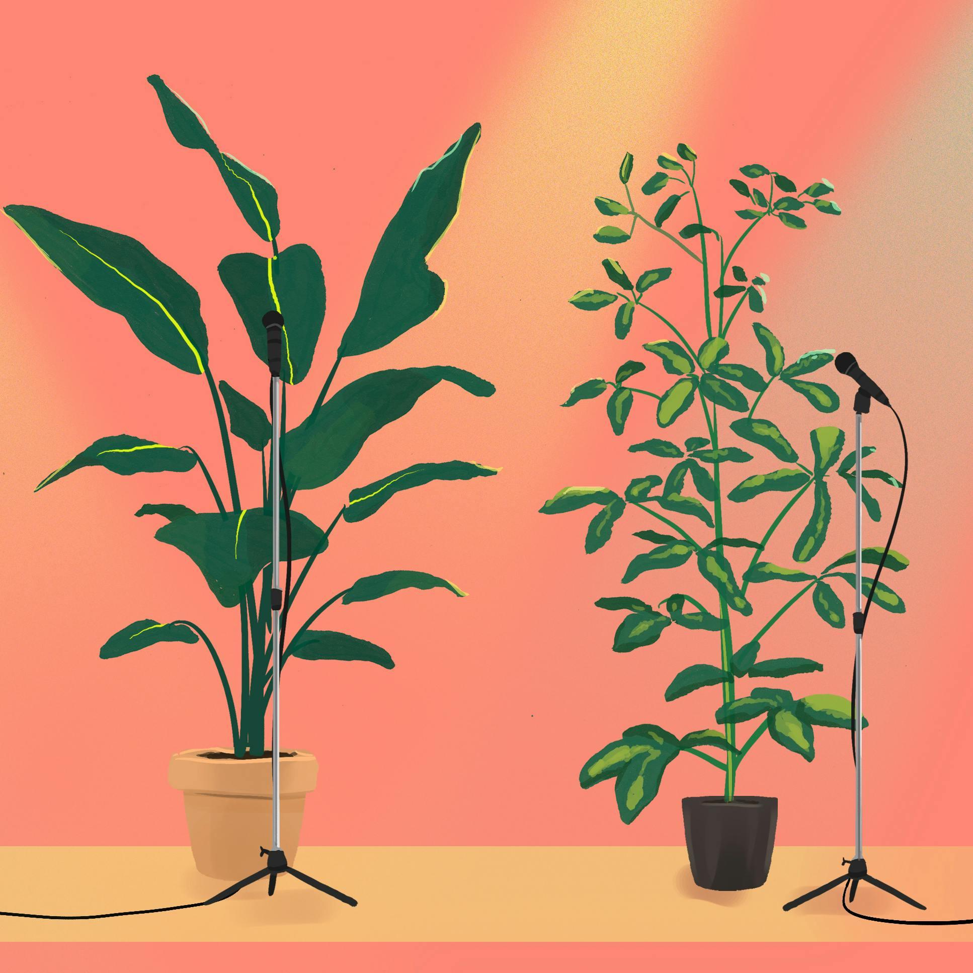 Thumbnail for "Plants That Listen (and some that sing)". Thumbnail for "Plants That Listen (and some that sing)".
