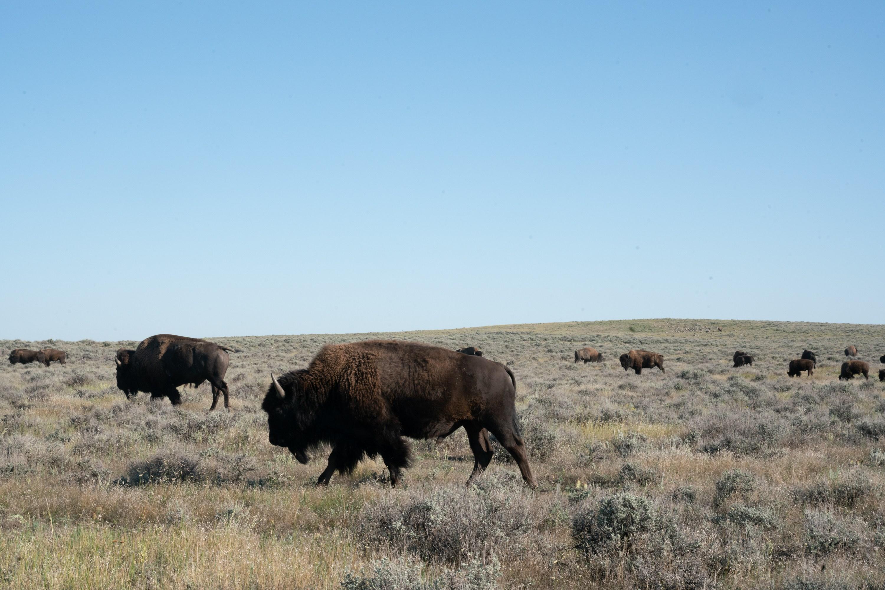 Thumbnail for "Episode 6: The Next Yellowstone". Thumbnail for "Episode 6: The Next Yellowstone".