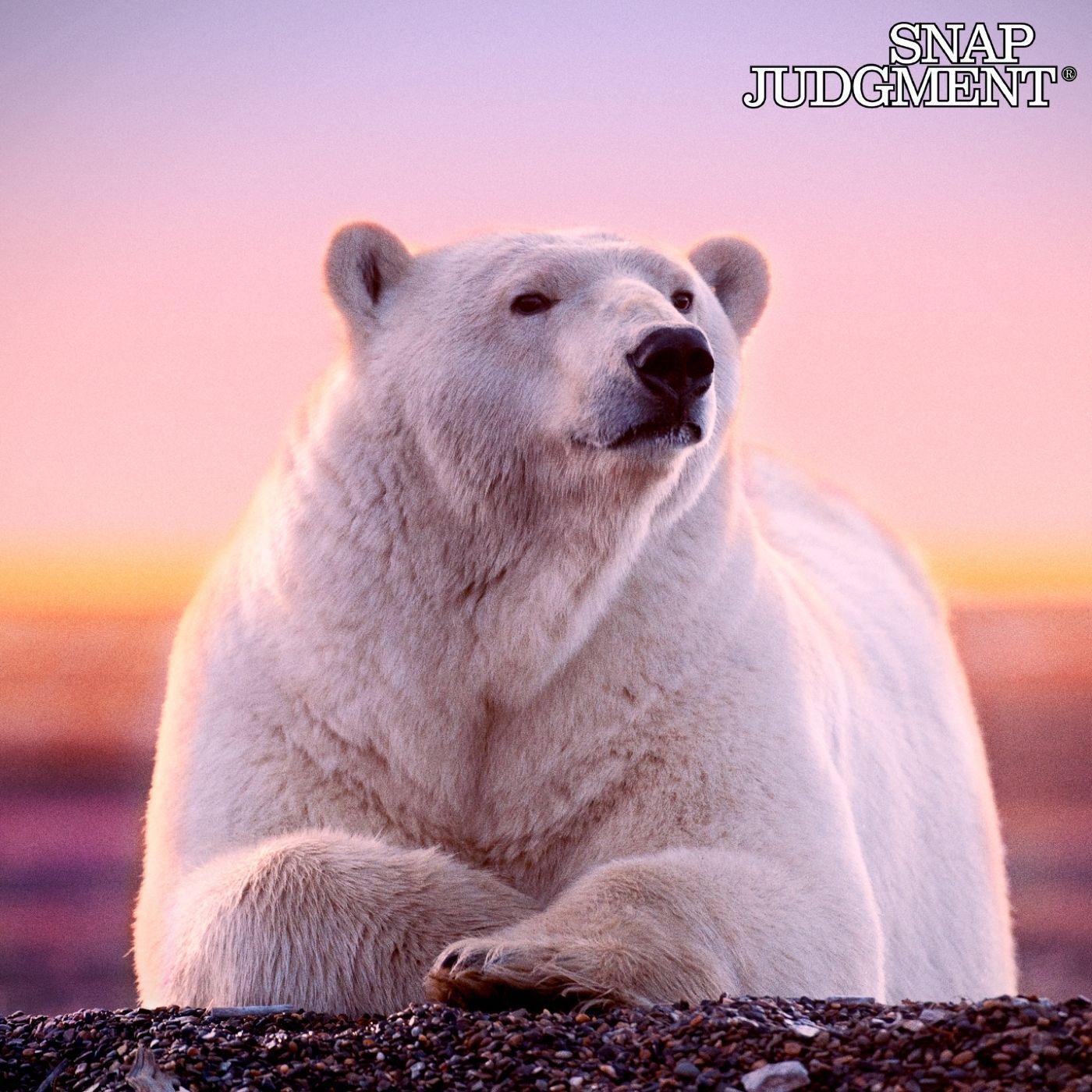 Thumbnail for "Not So Tiny Dancer - Snap Classic". Thumbnail for "Not So Tiny Dancer - Snap Classic".