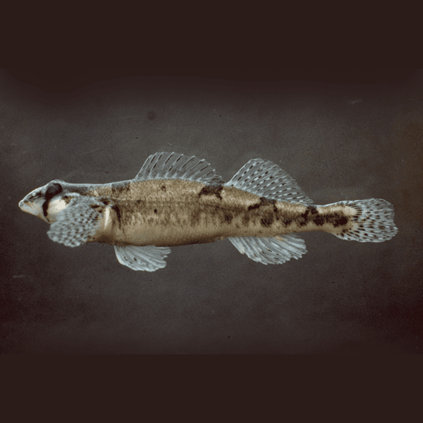 Thumbnail for "Update: The Snail Darter and Cohost Carter". Thumbnail for "Update: The Snail Darter and Cohost Carter".