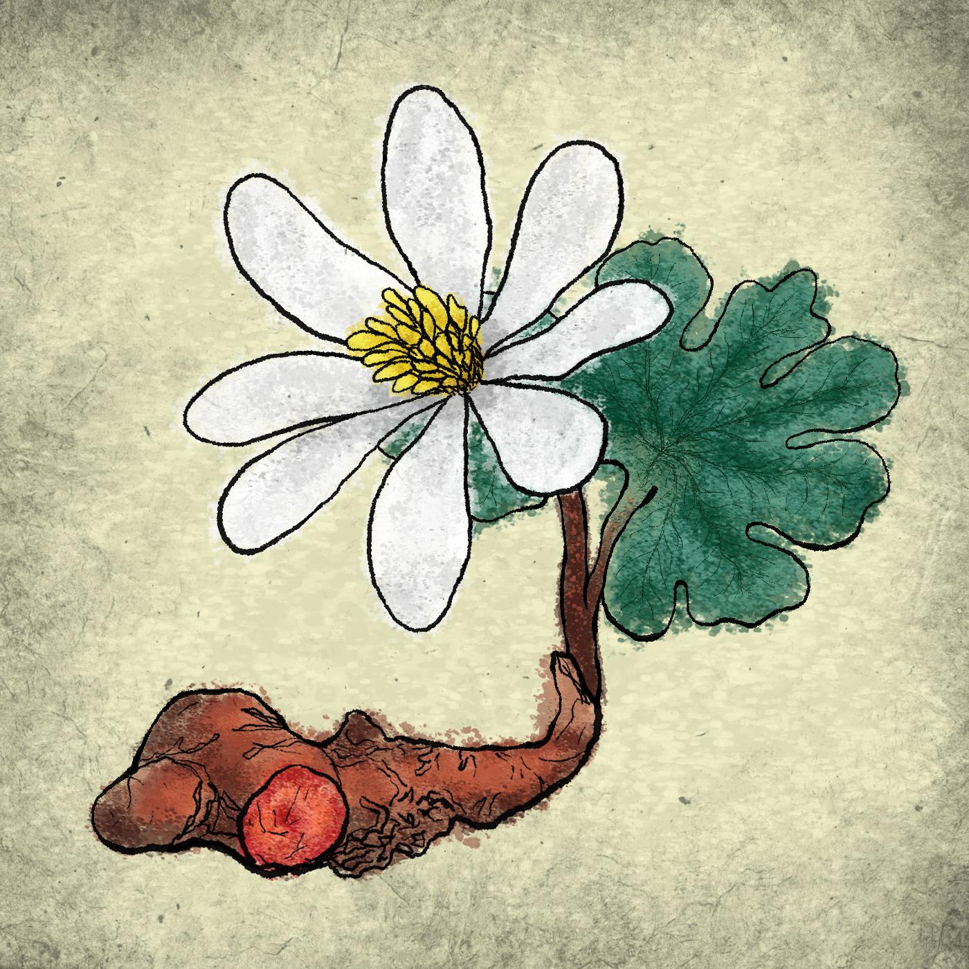 Thumbnail for "Conjuring Nancy". Thumbnail for "Conjuring Nancy".