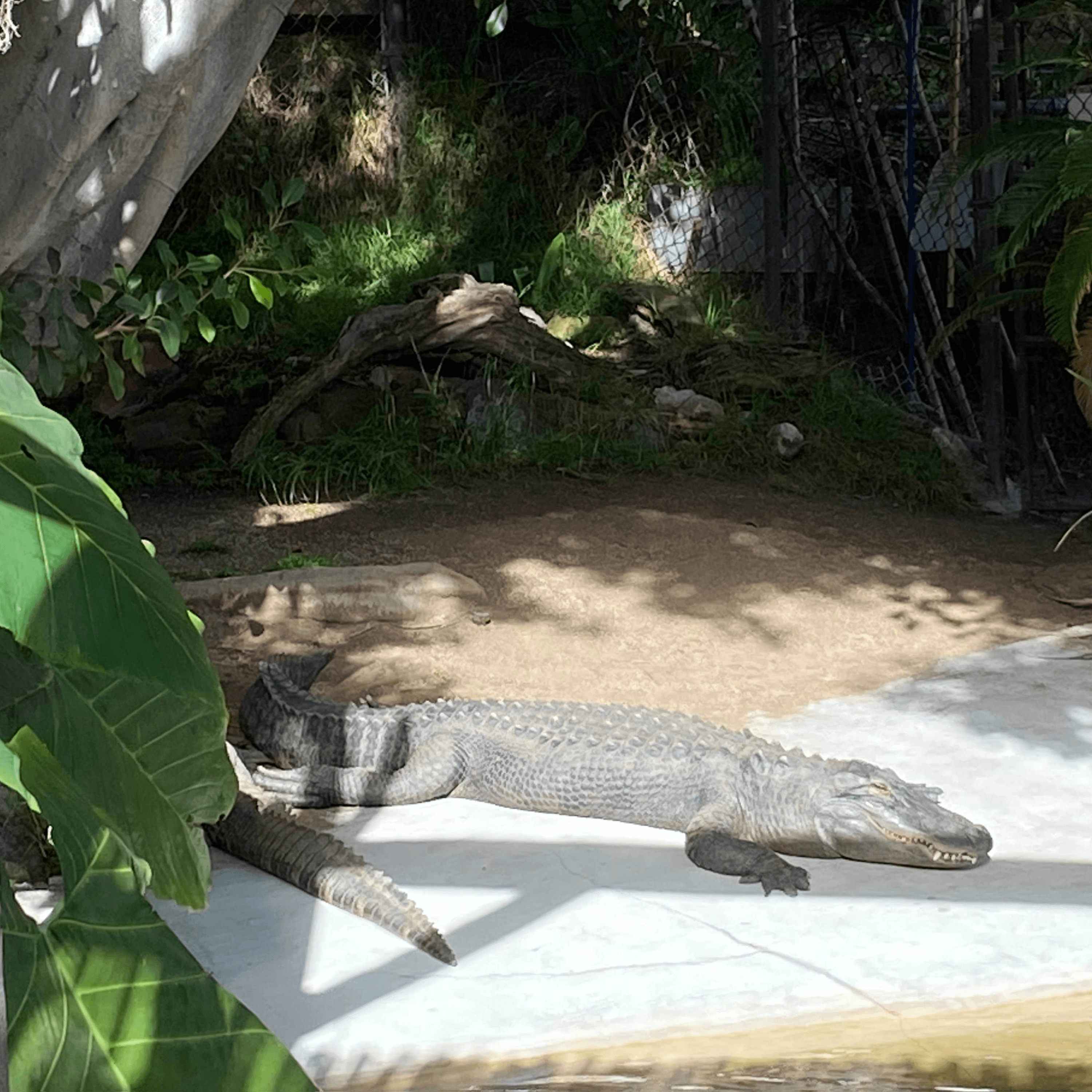 Thumbnail for "Episode 96: Reggie the Alligator". Thumbnail for "Episode 96: Reggie the Alligator".