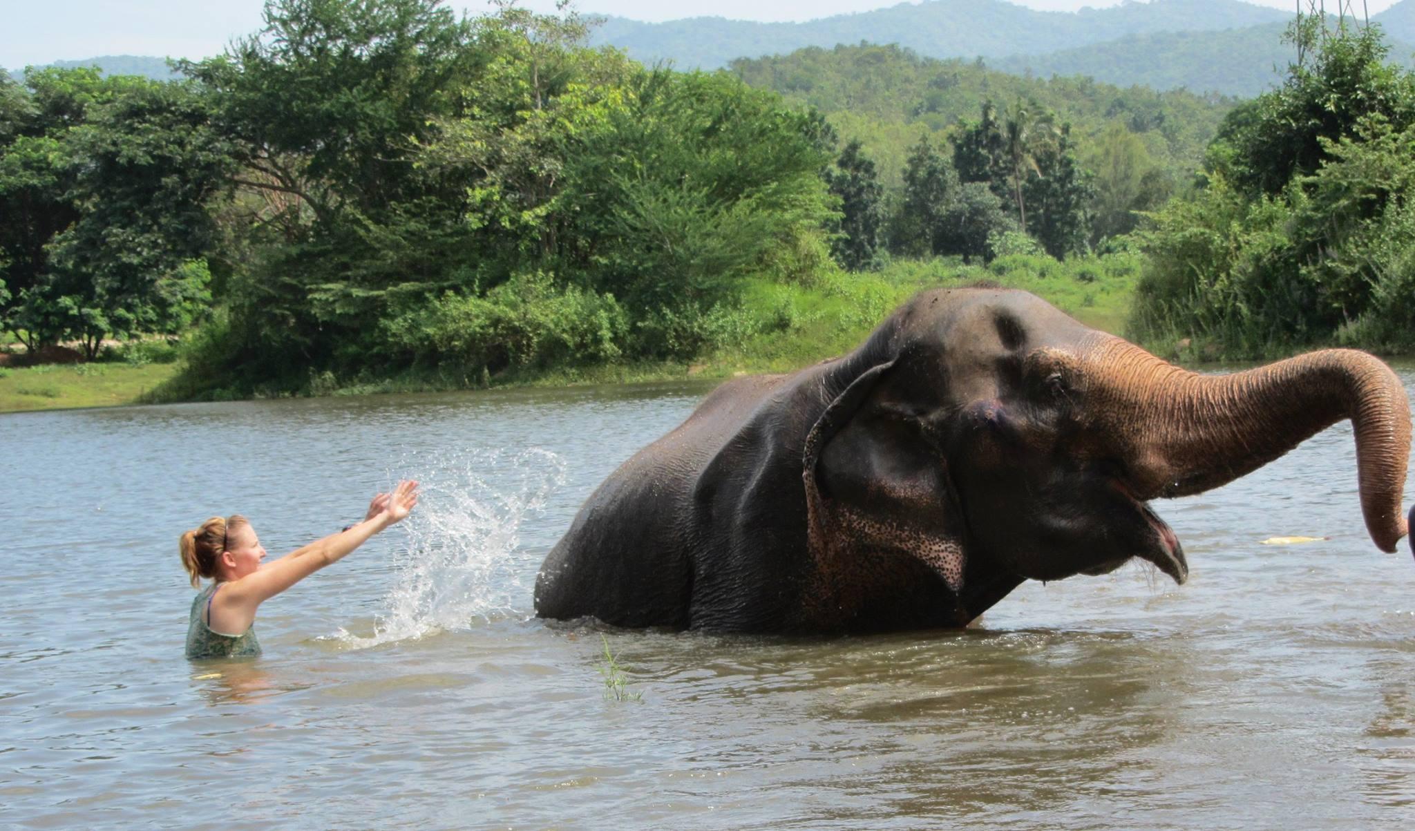 Thumbnail for "Episode 31: Why Elephants Never Forget". Thumbnail for "Episode 31: Why Elephants Never Forget".