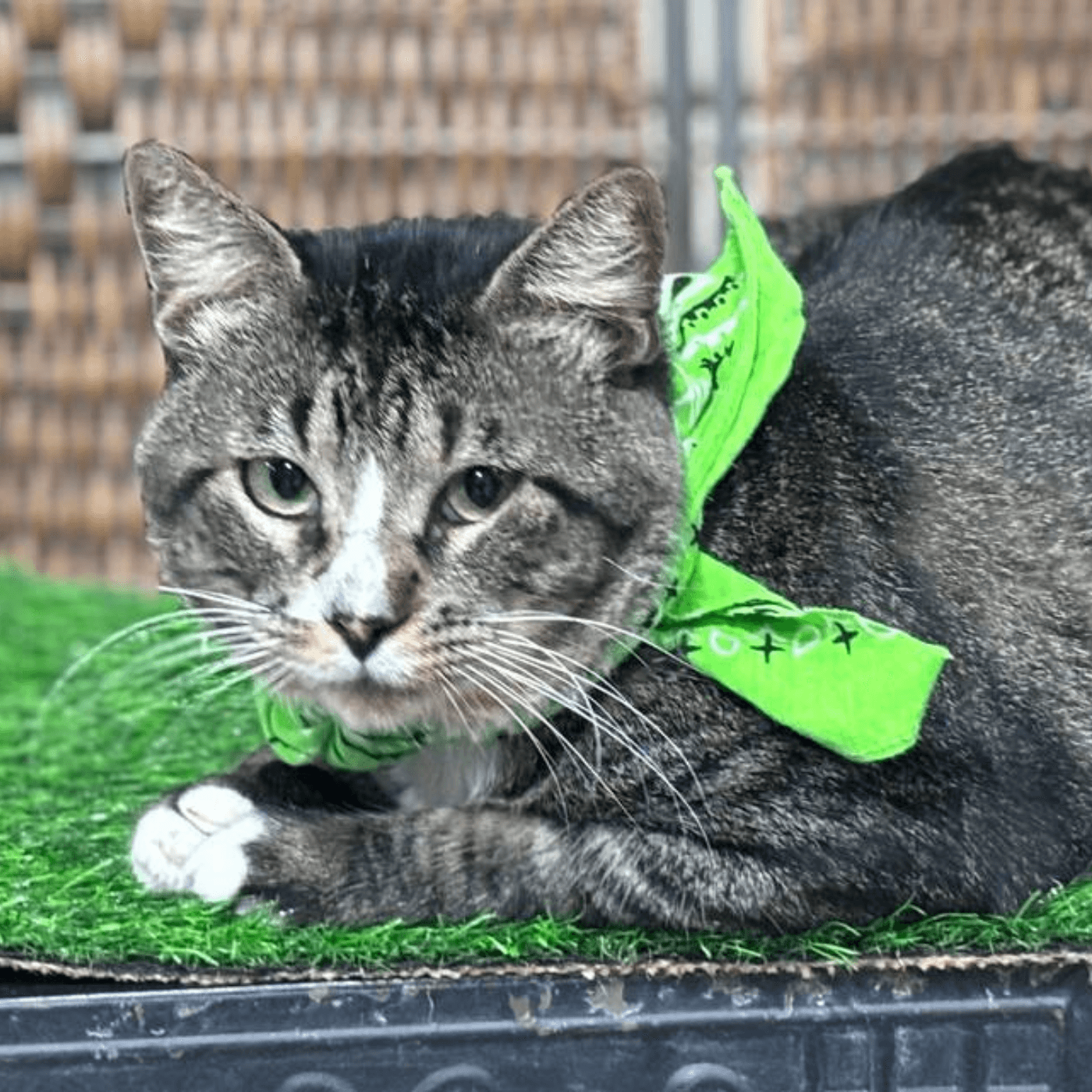 Thumbnail for "The House That Esbee Built". Thumbnail for "The House That Esbee Built".