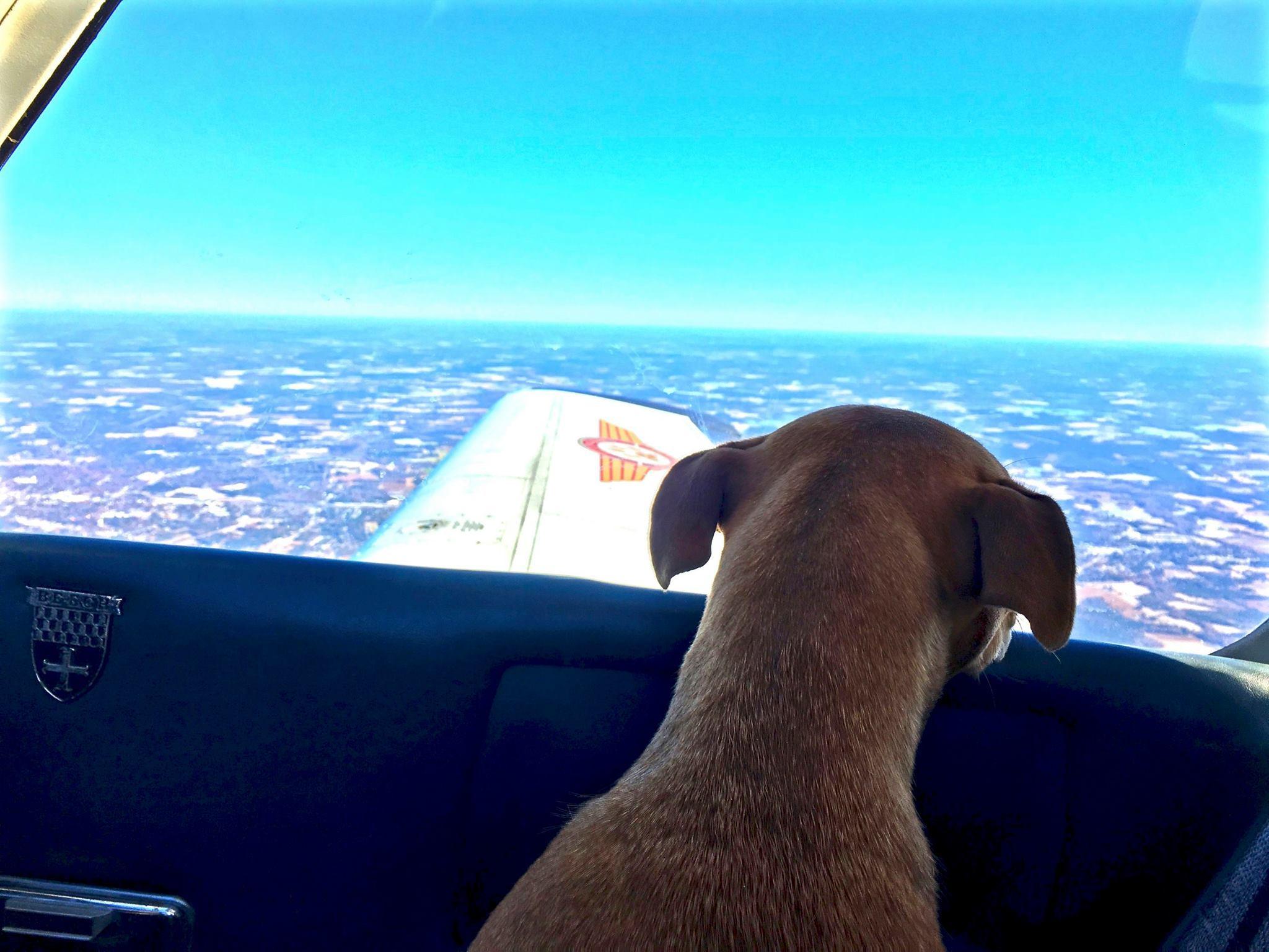 Thumbnail for "Episode 43: Dogs On A Plane". Thumbnail for "Episode 43: Dogs On A Plane".