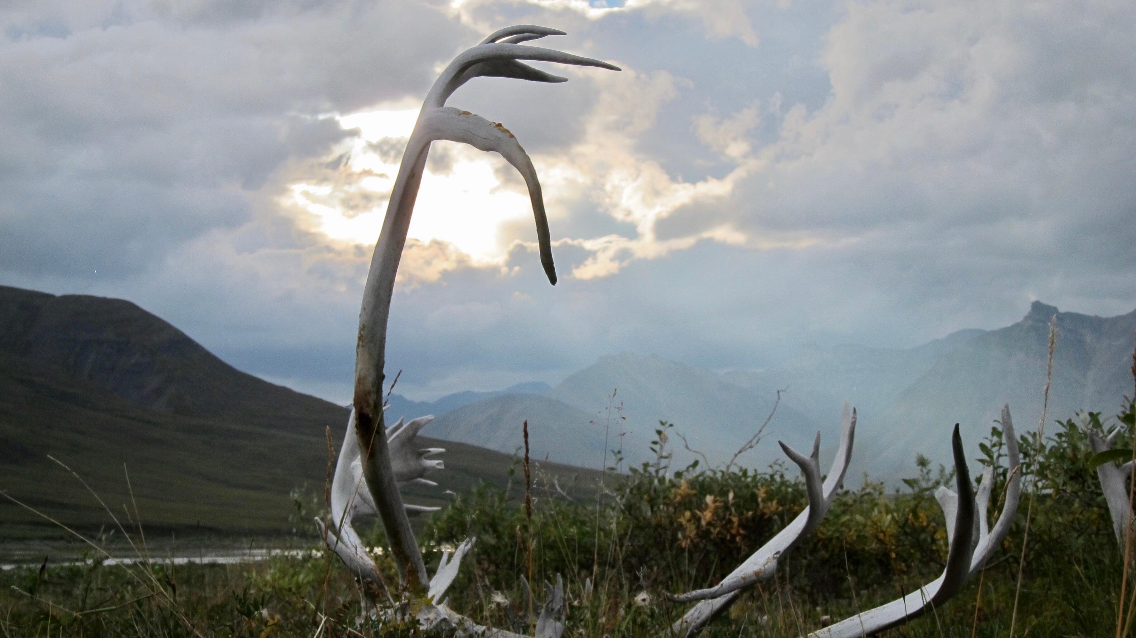 Thumbnail for "Episode 64: Migrations". Thumbnail for "Episode 64: Migrations".