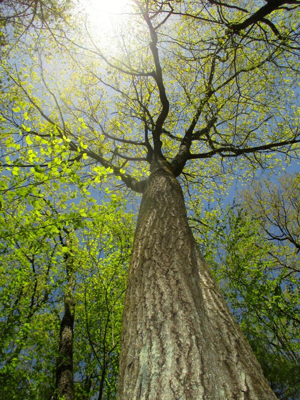 Thumbnail for "Episode 25: Ordinary Giants". Thumbnail for "Episode 25: Ordinary Giants".