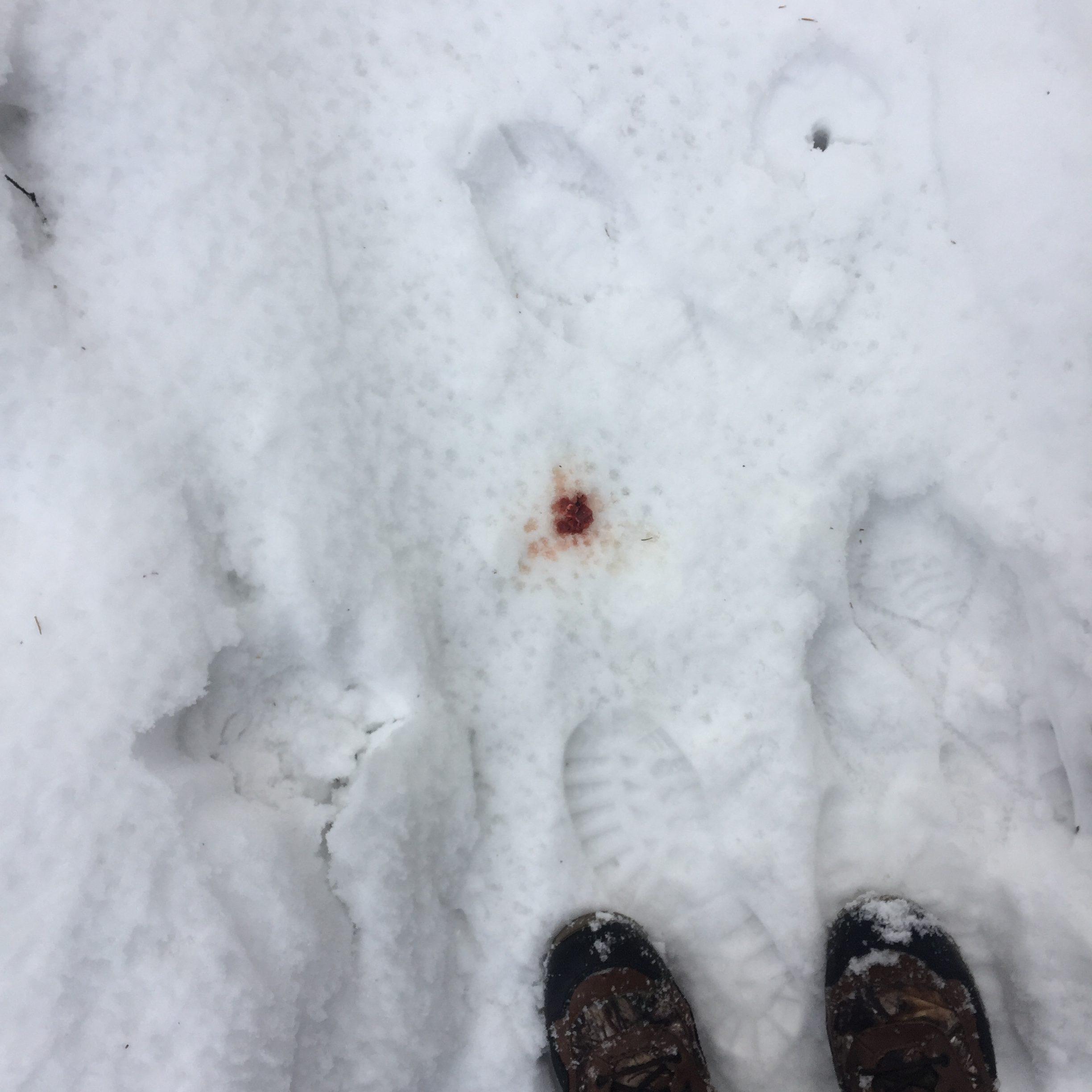 Thumbnail for "Episode 66: The Secret Of The Adirondack Lean-tos". Thumbnail for "Episode 66: The Secret Of The Adirondack Lean-tos".